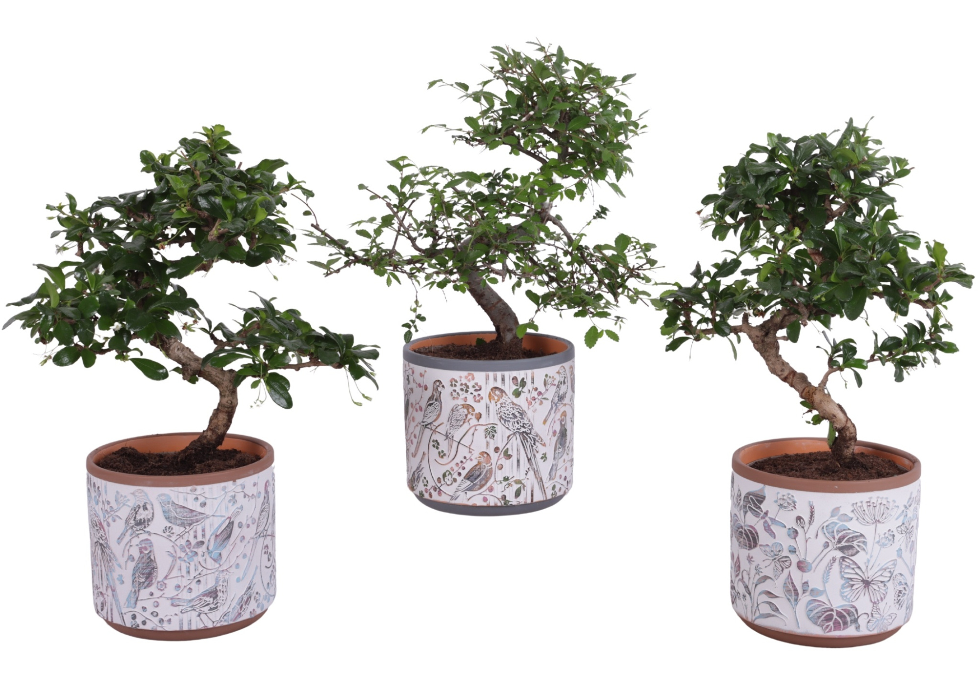 Bonsai Indoor Mix Ø12cm S-Shape in Ø 14cm Ceramic Pot Forest, D 14