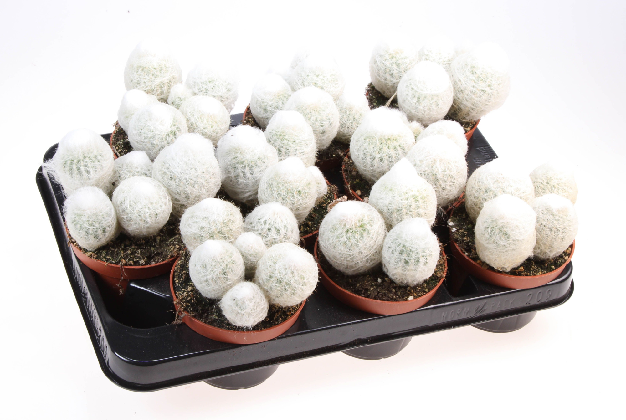 Espostoa nana, D 10,5