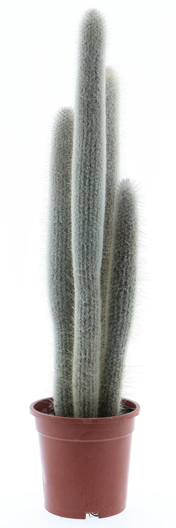 Austrocephalocereus dybowskii XXL, D 17 cm