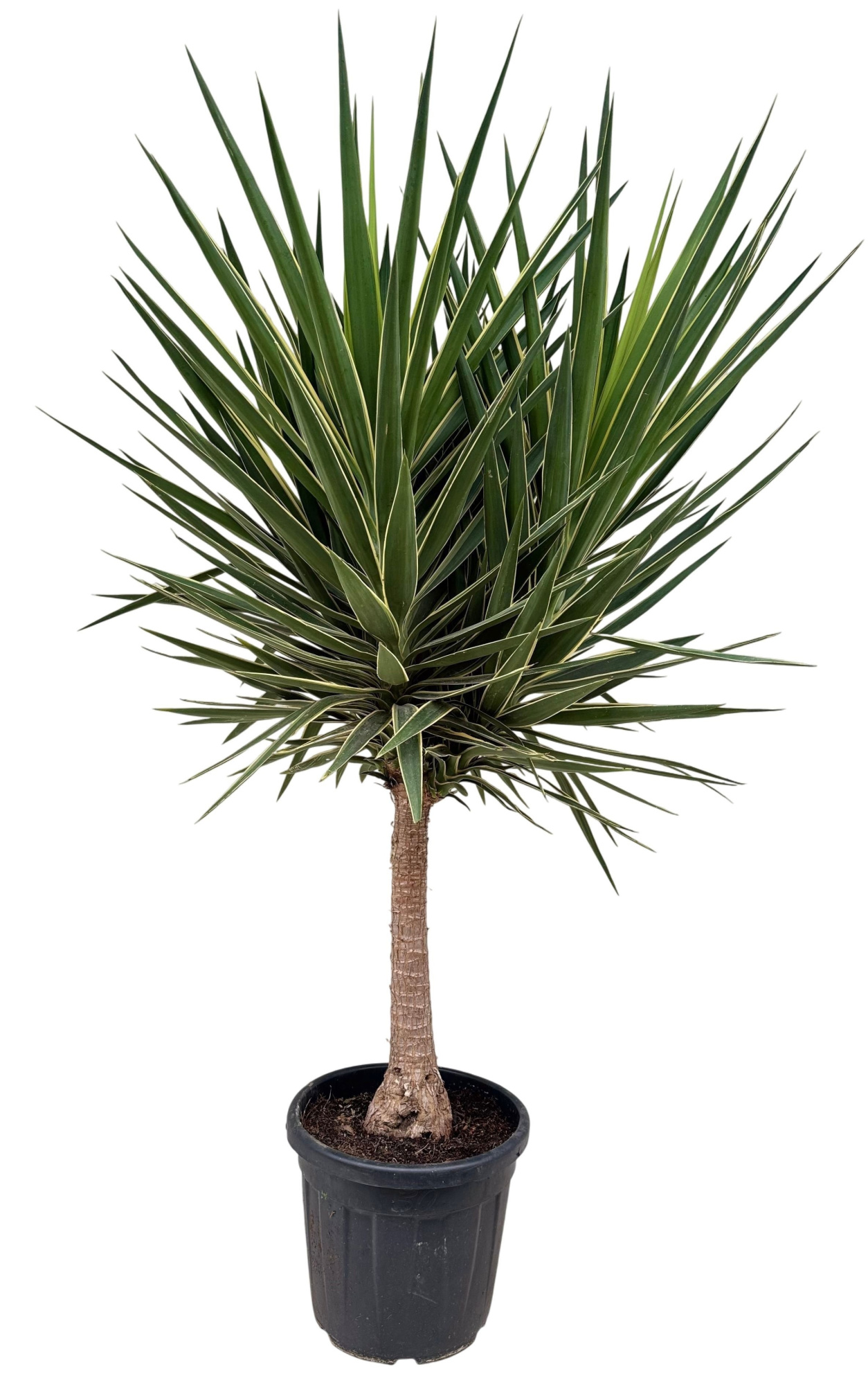 Yucca puck P40 stam, D 40