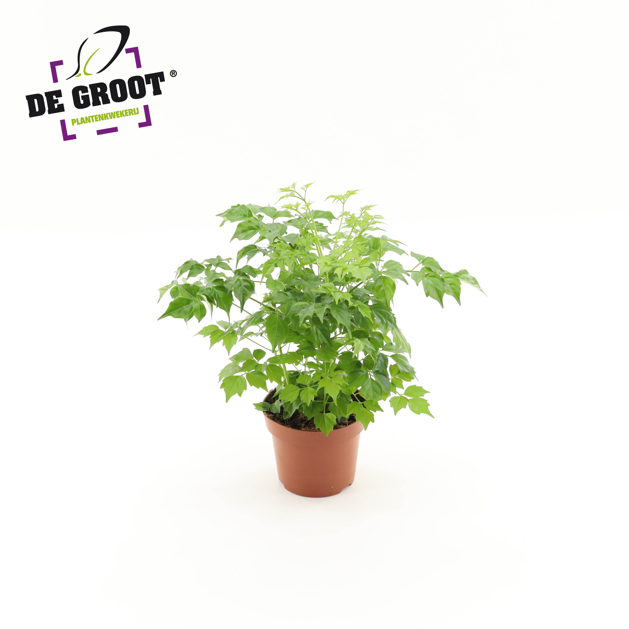 Radermachera sinica, D 12 cm