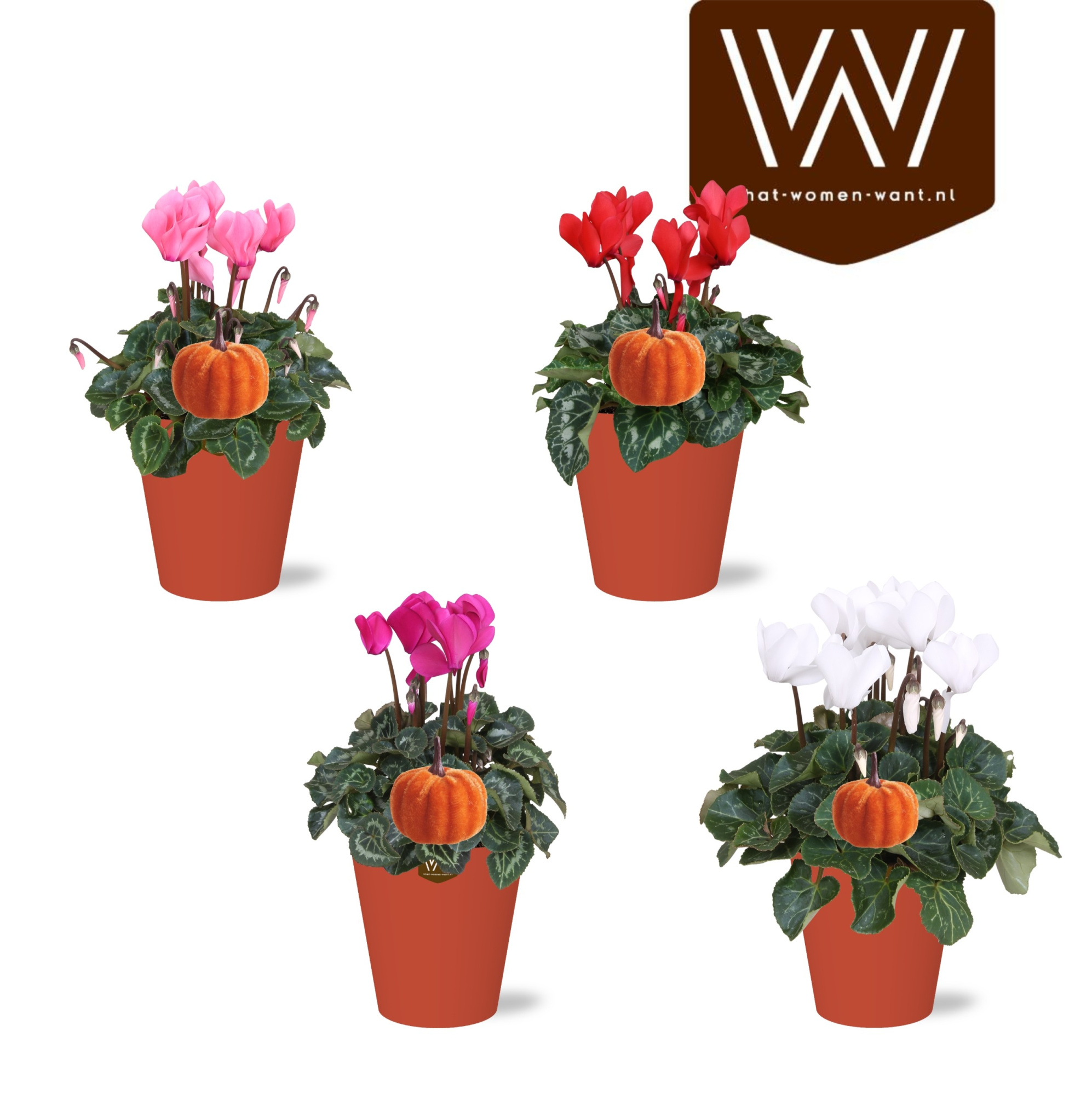 Collectie 'Sympathetic Moods' Cyclamen in keramiek met halloweensteker, D 12 cm