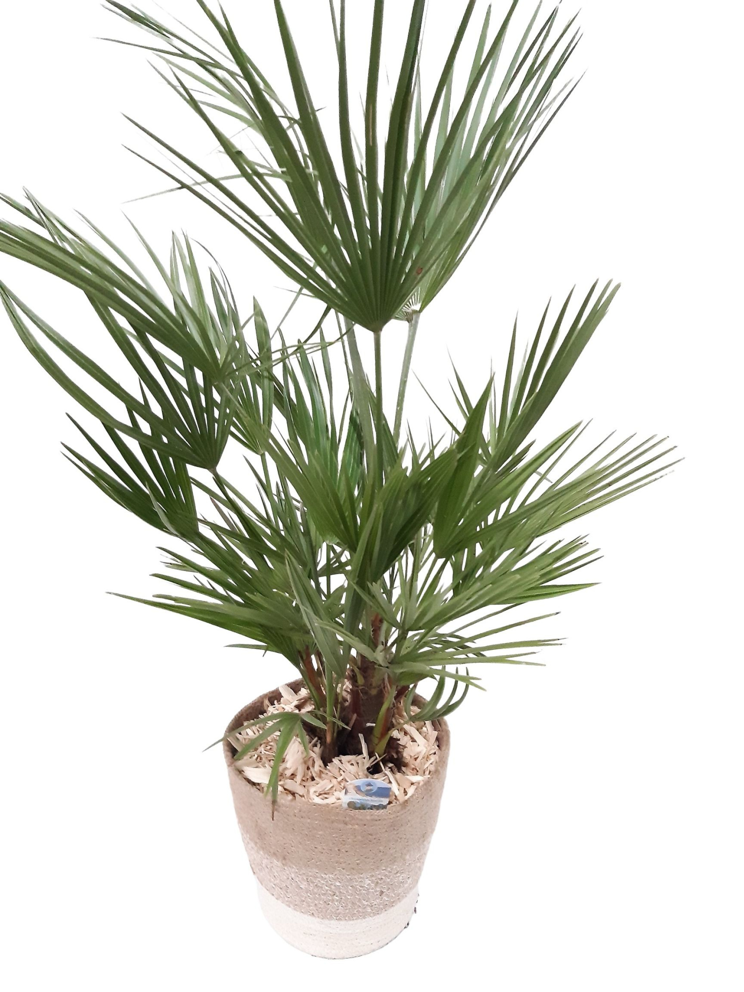 MJ24CH Chamaerops Humilis Jute Mand D24, D 24 cm