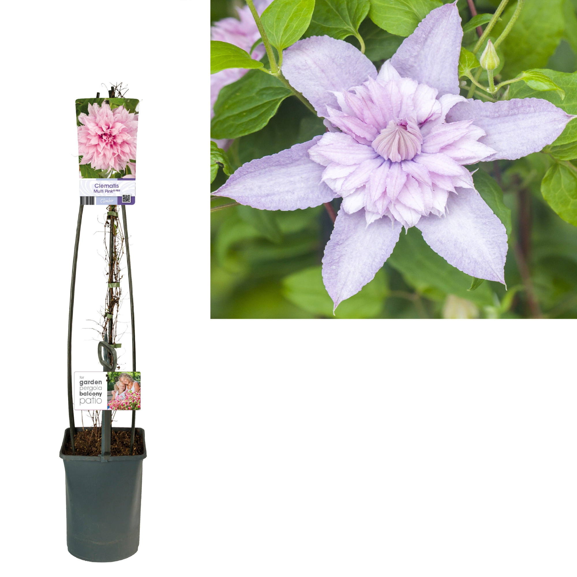 Clematis Multi Pink® PBR +light label, D 23 cm