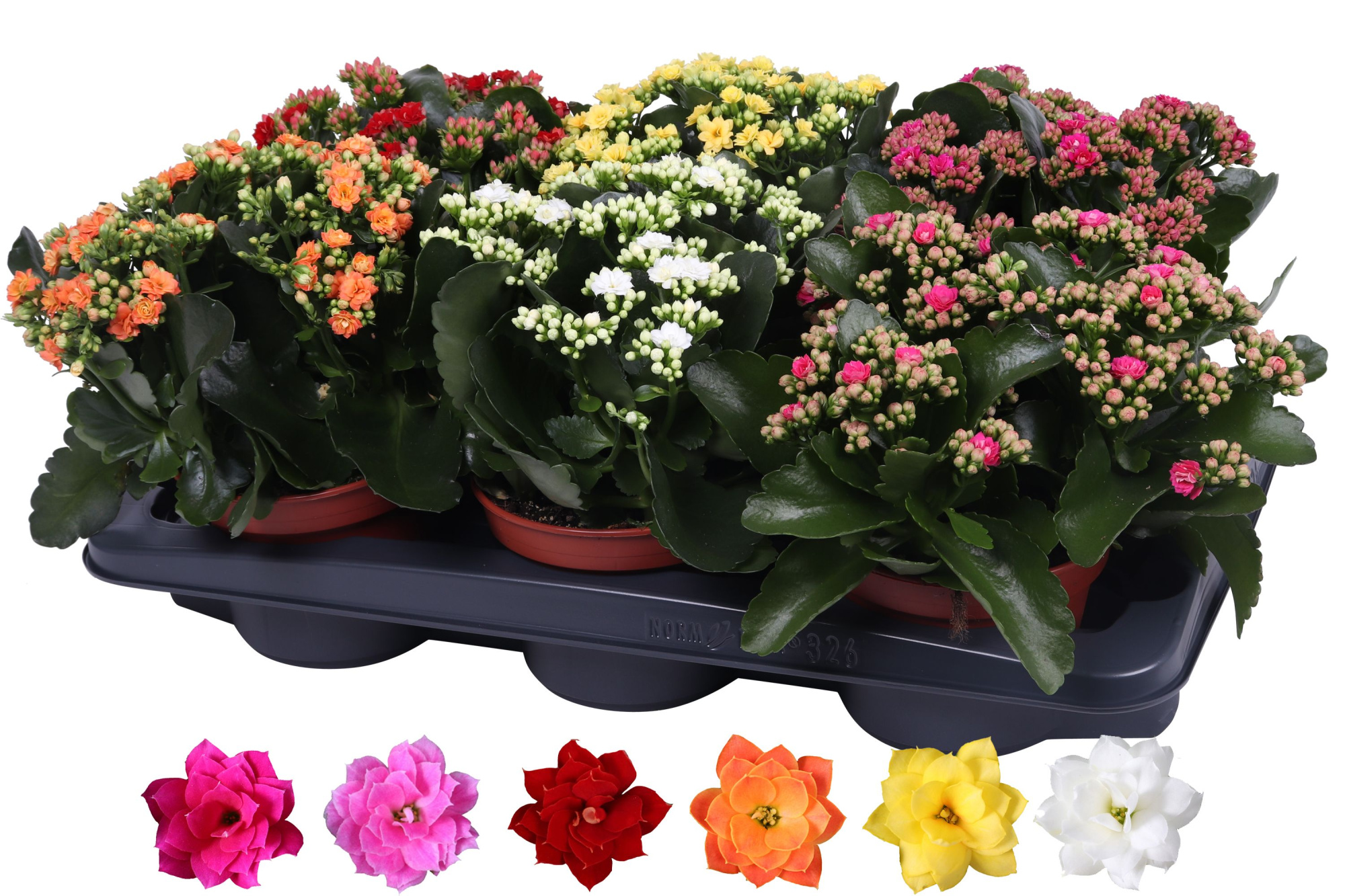 Kalanchoe Rosalina 15cm mix, zonder hoes, D 15 cm