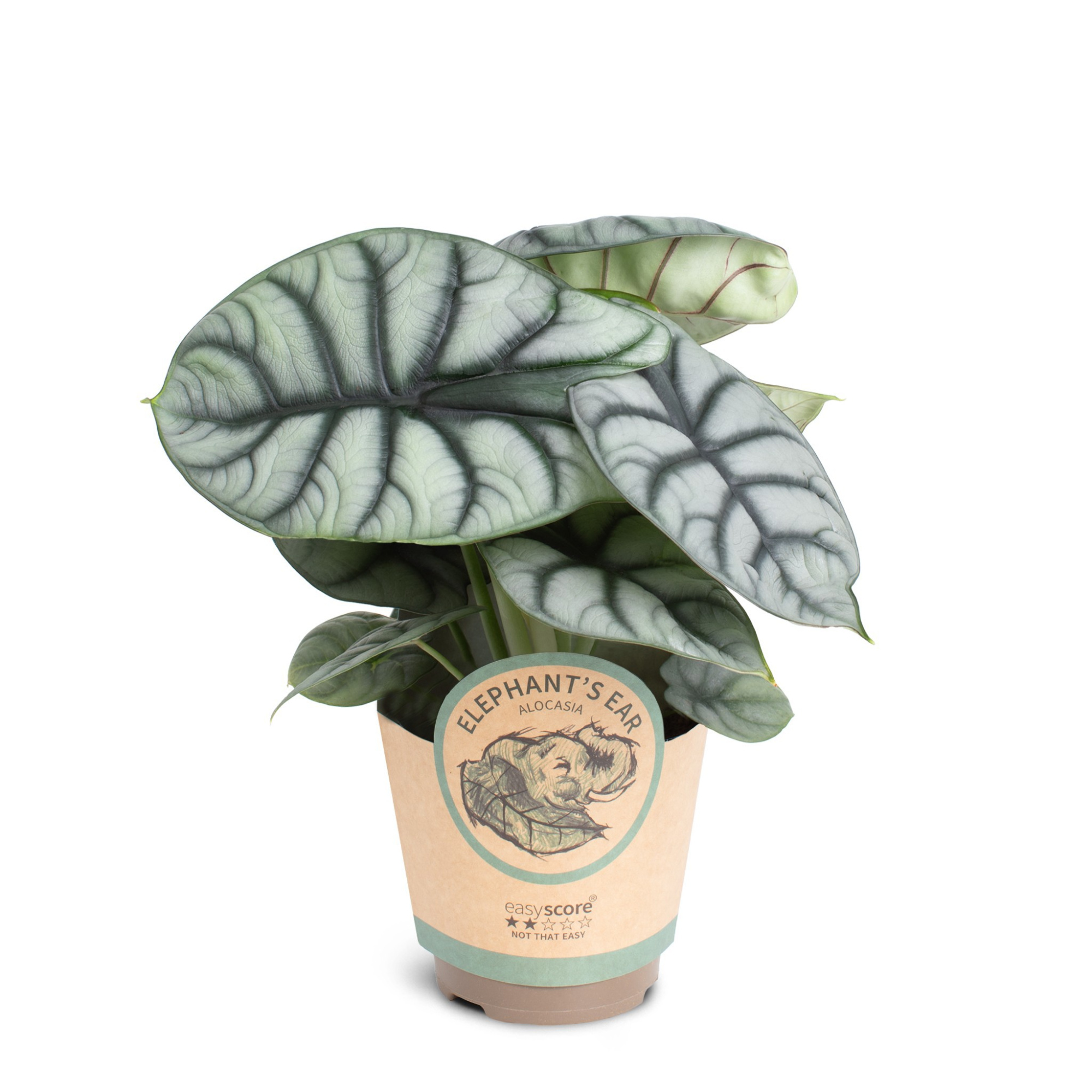Alocasia ´Silver Dragon´, D 11