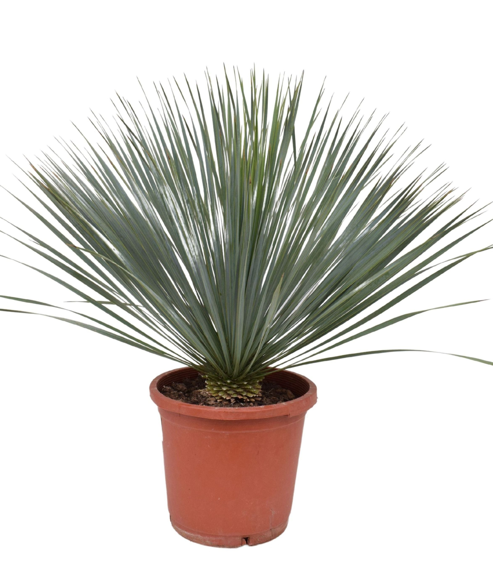 Yucca rostrata P30, D 30