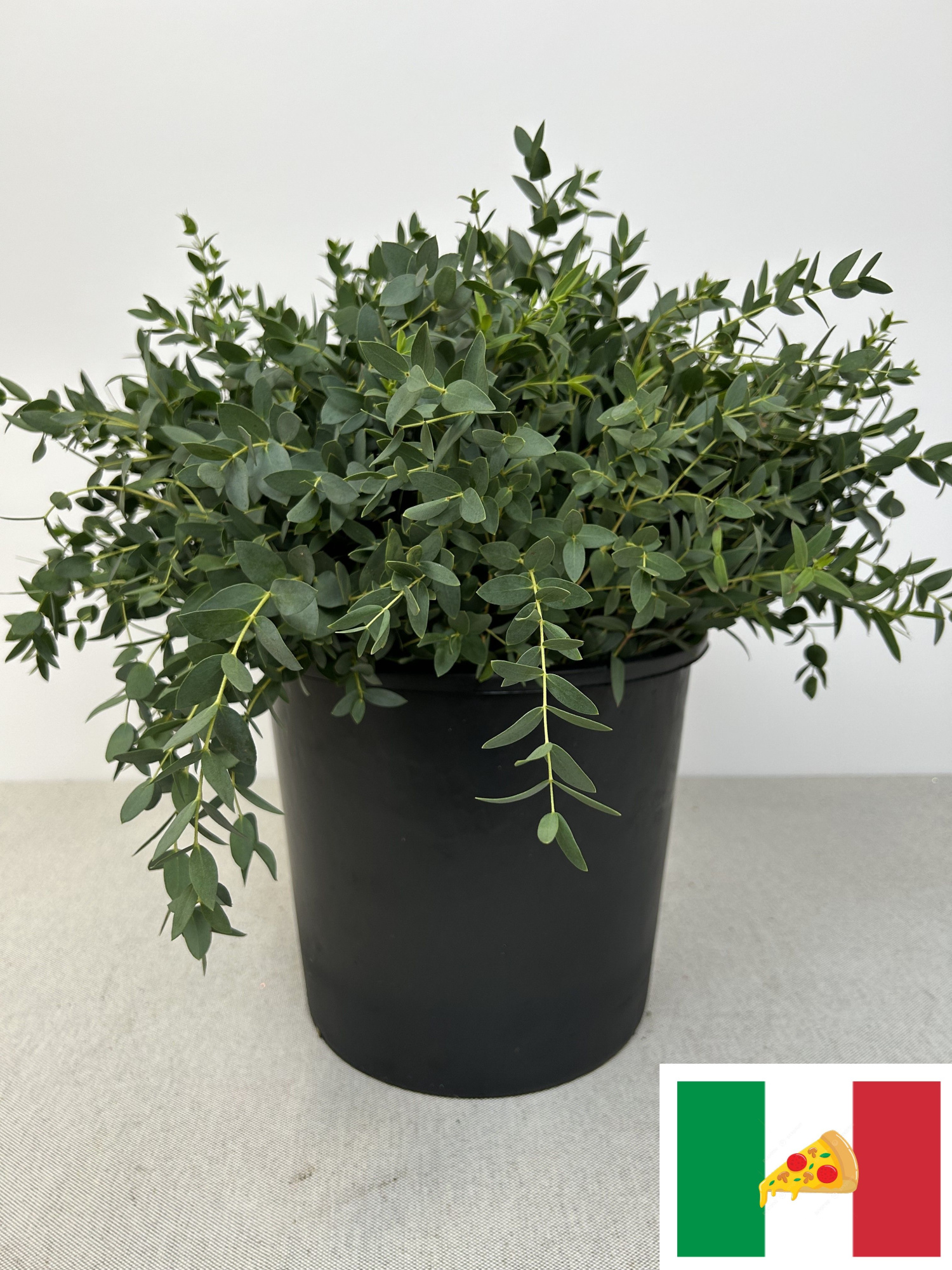 Эвкалипт Парвифолия за пучок 55, пуч.