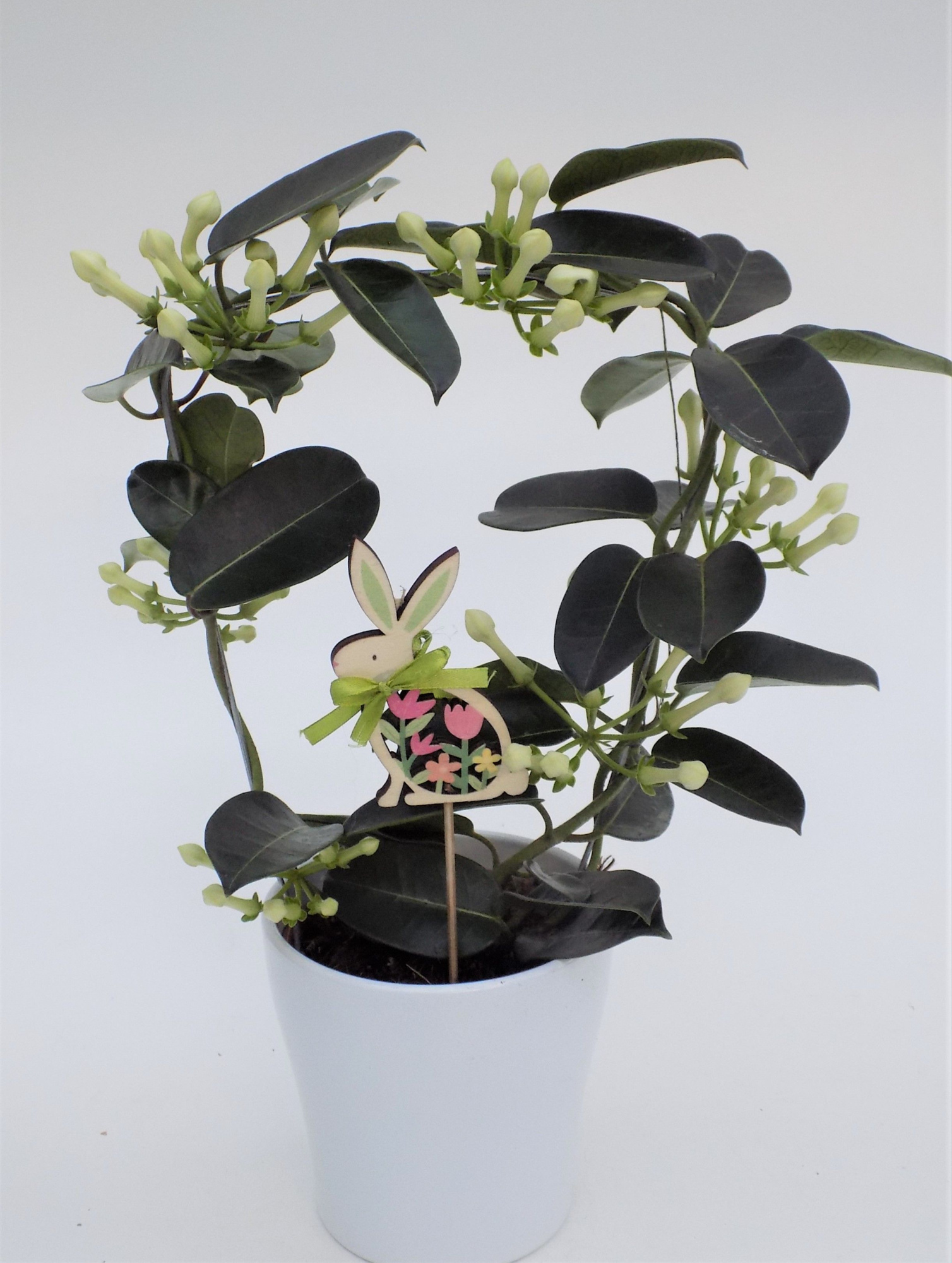 Stephanotis arr. paas steker, D 12