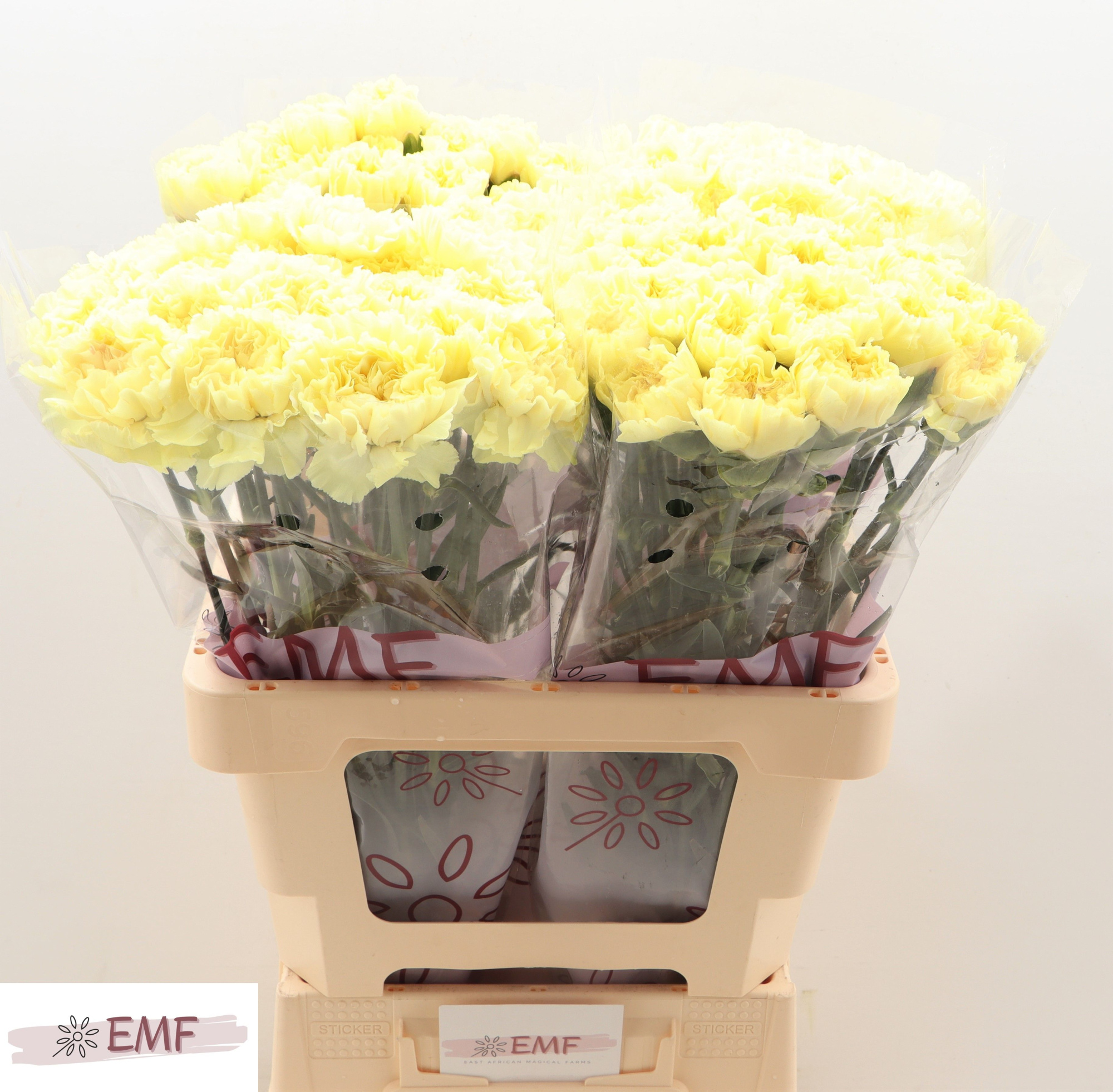 Диантус од. Киро, шт.