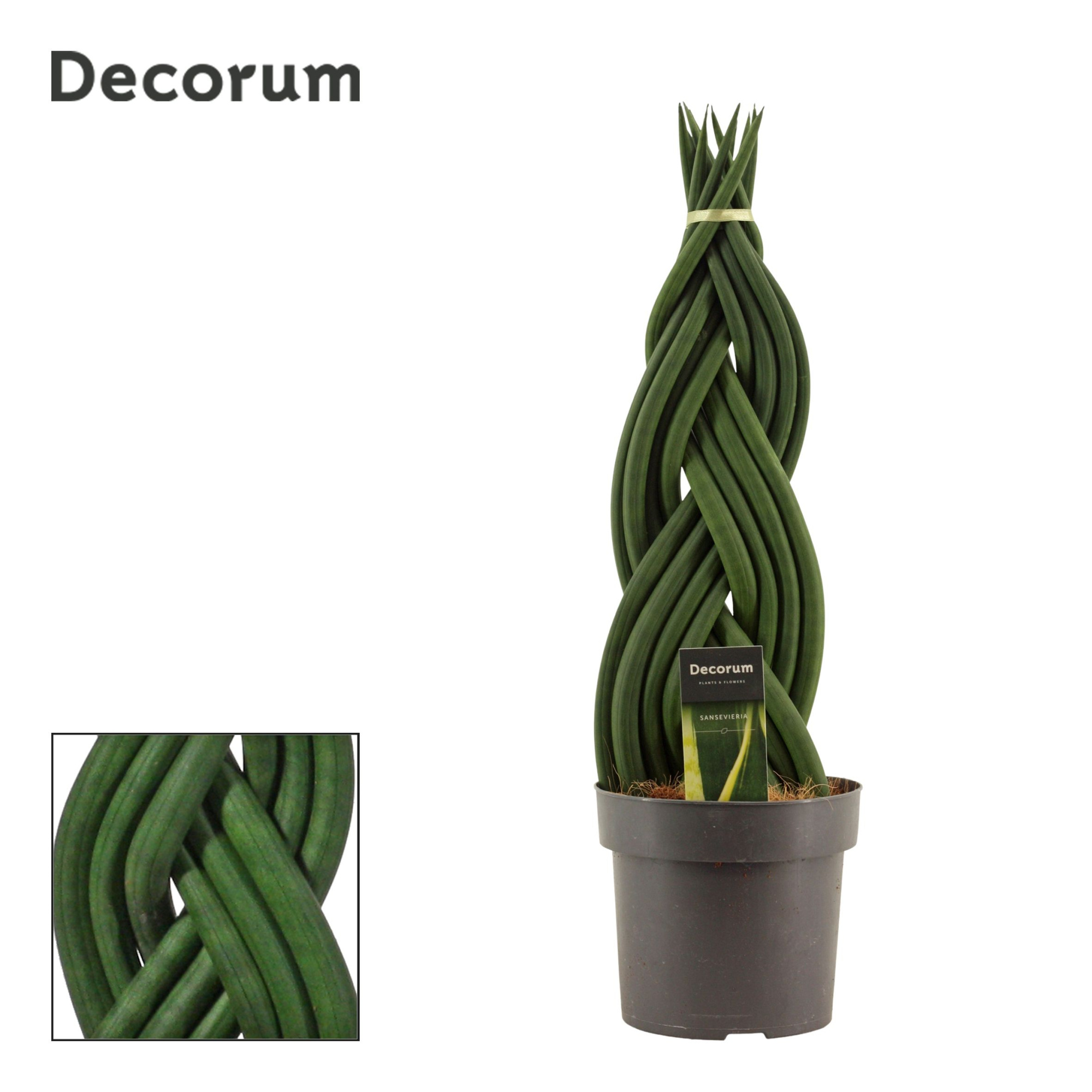 Sansevieria cylindrica 17 cm braid (Decorum), D 17 cm