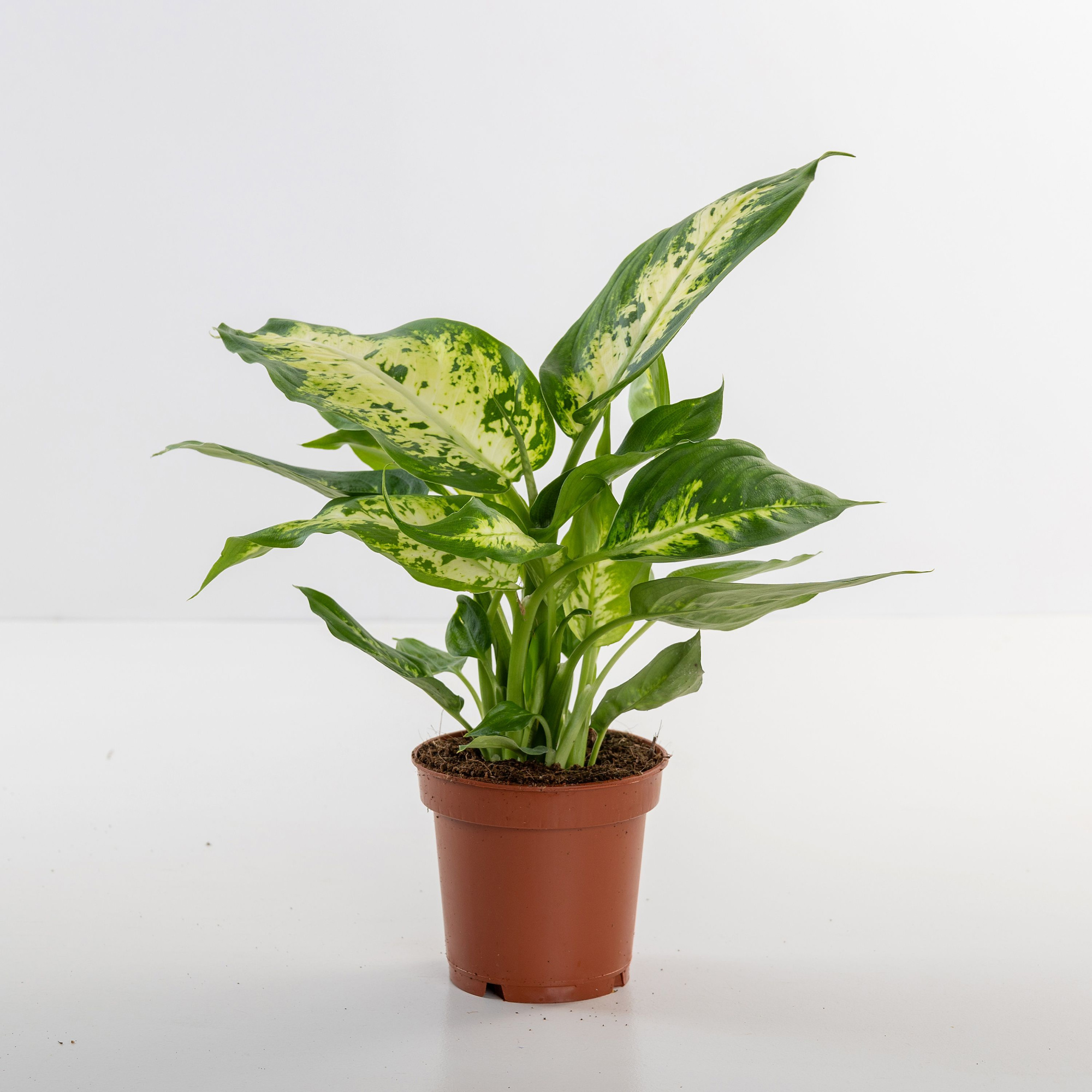 Dieffenbachia Compacta, D 10,5