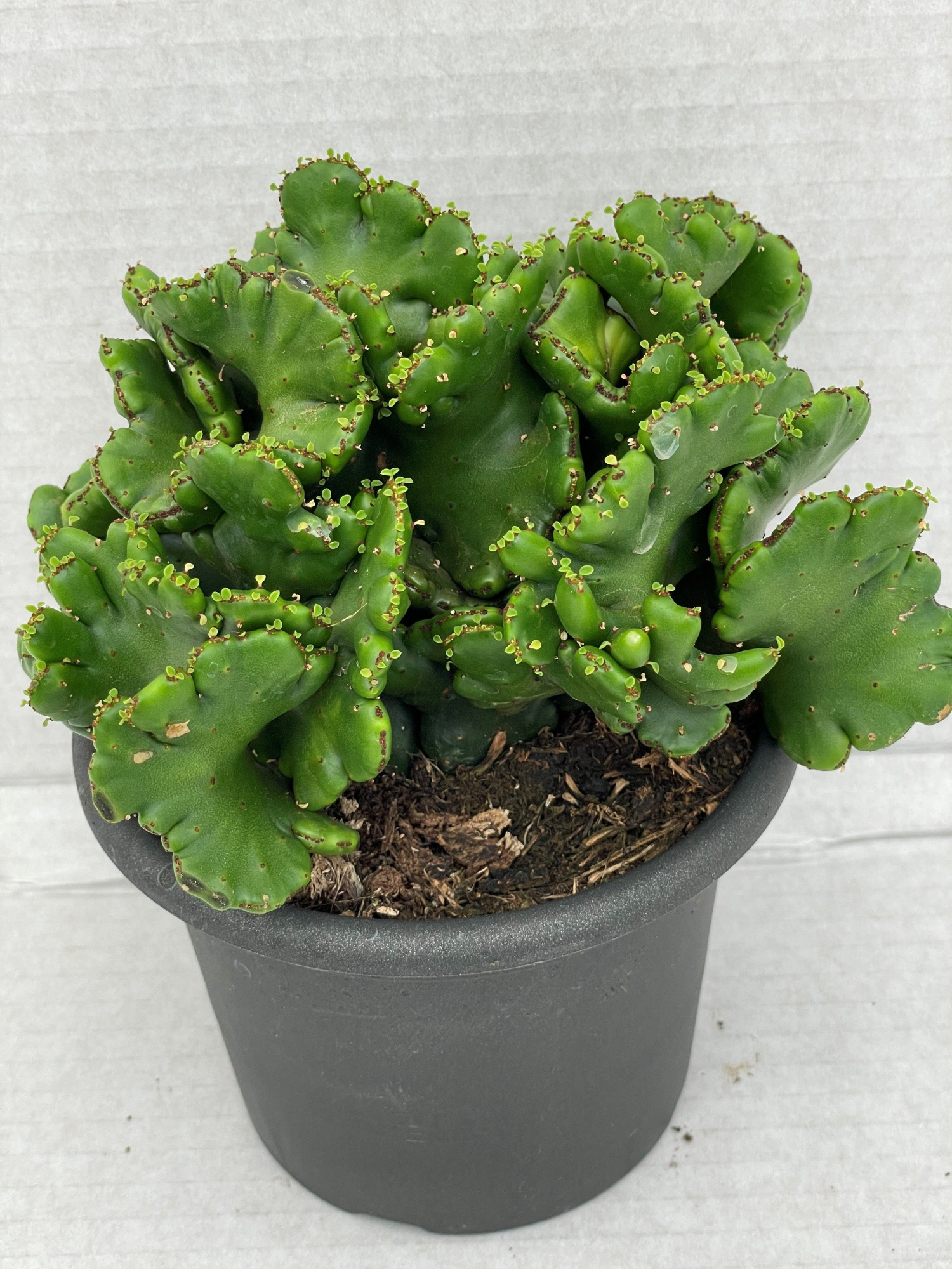 259 Euphorbia Leucodendron13 cm, D 13 cm
