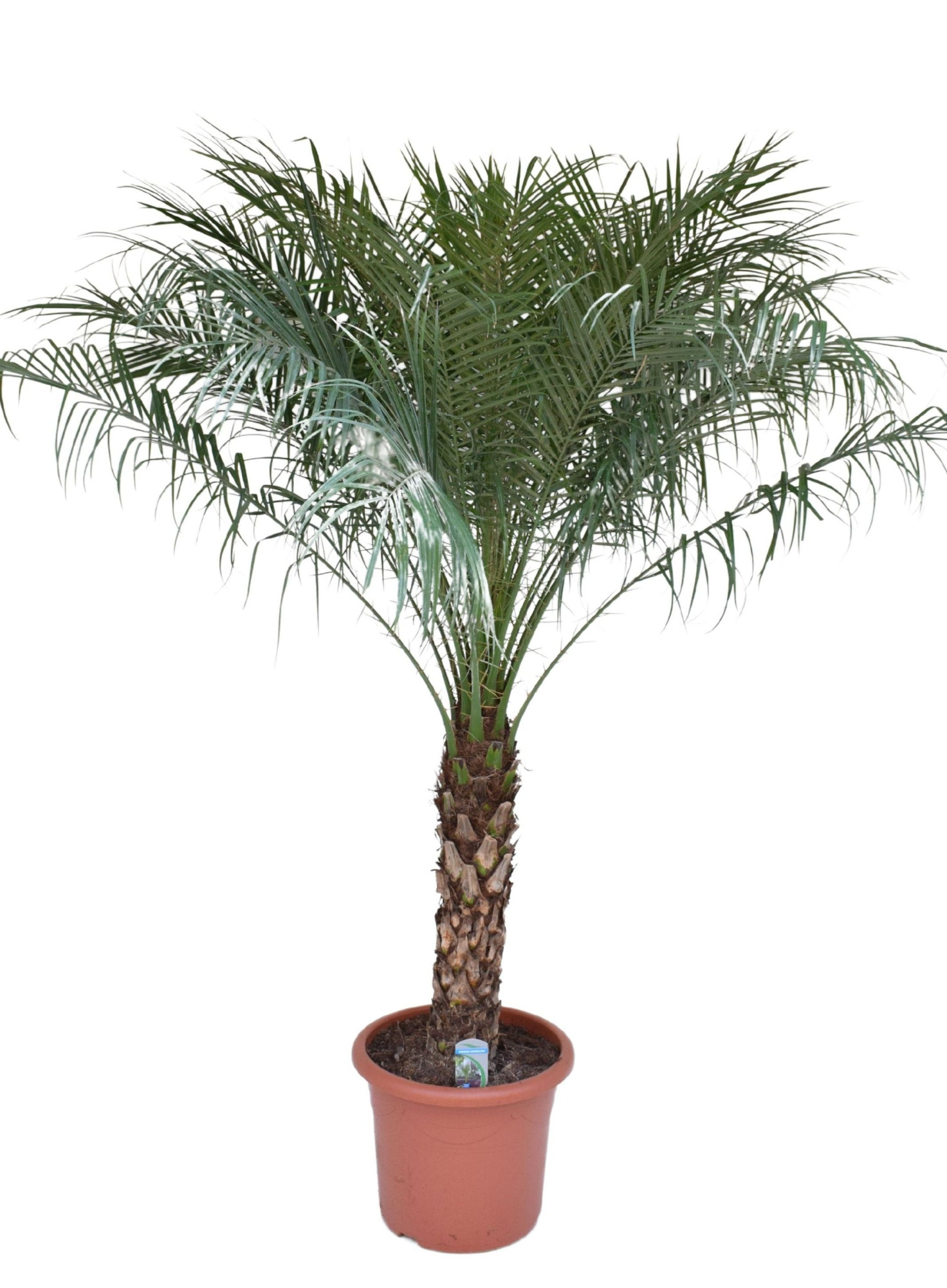 Phoenix roebelenii P40, D 40