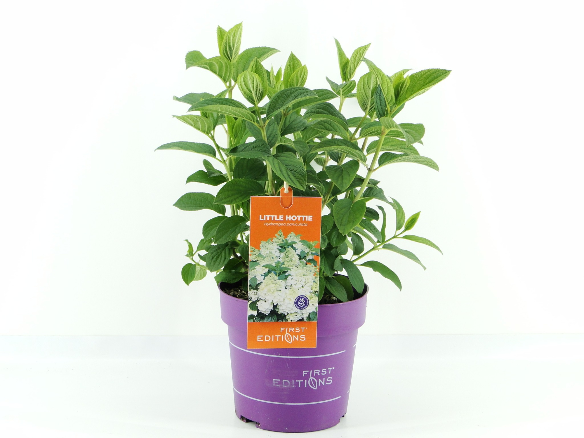 Hydrangea pan. Little Hottie (First Editions®), D 19 cm