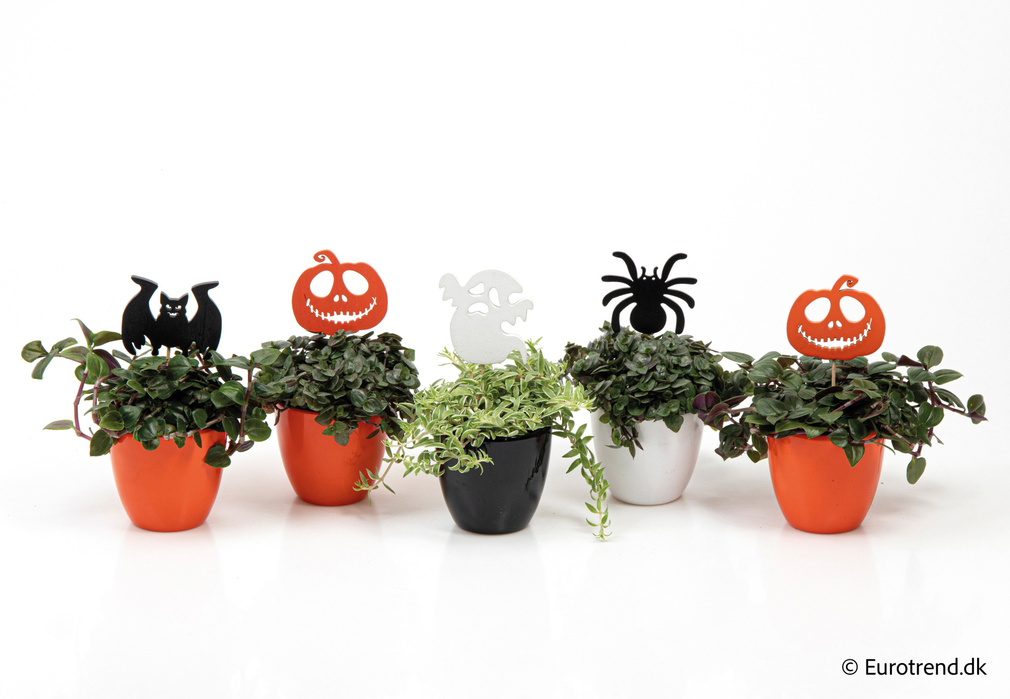 Green Mix in Halloween ceramic 2025, D 6 cm