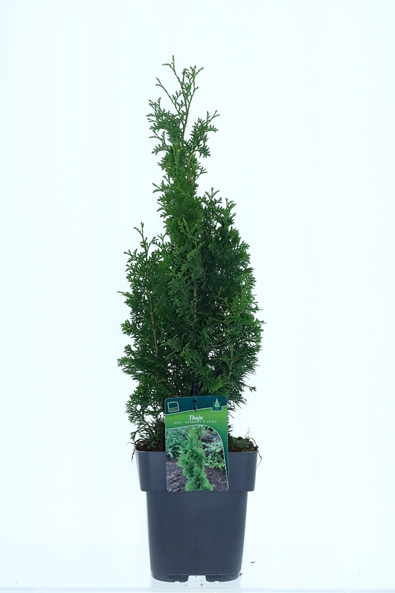 Thuja occ. 'Degroot Spire', D 19