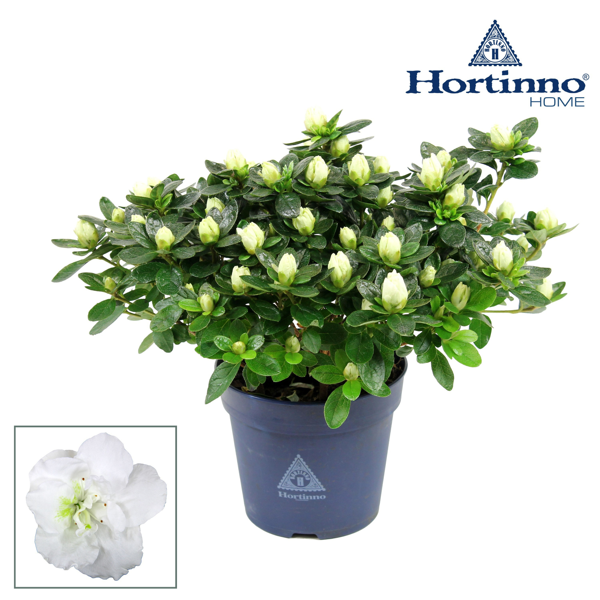 Hortinno® Home 'Classic Belli' 25 - 27 cm, D 13
