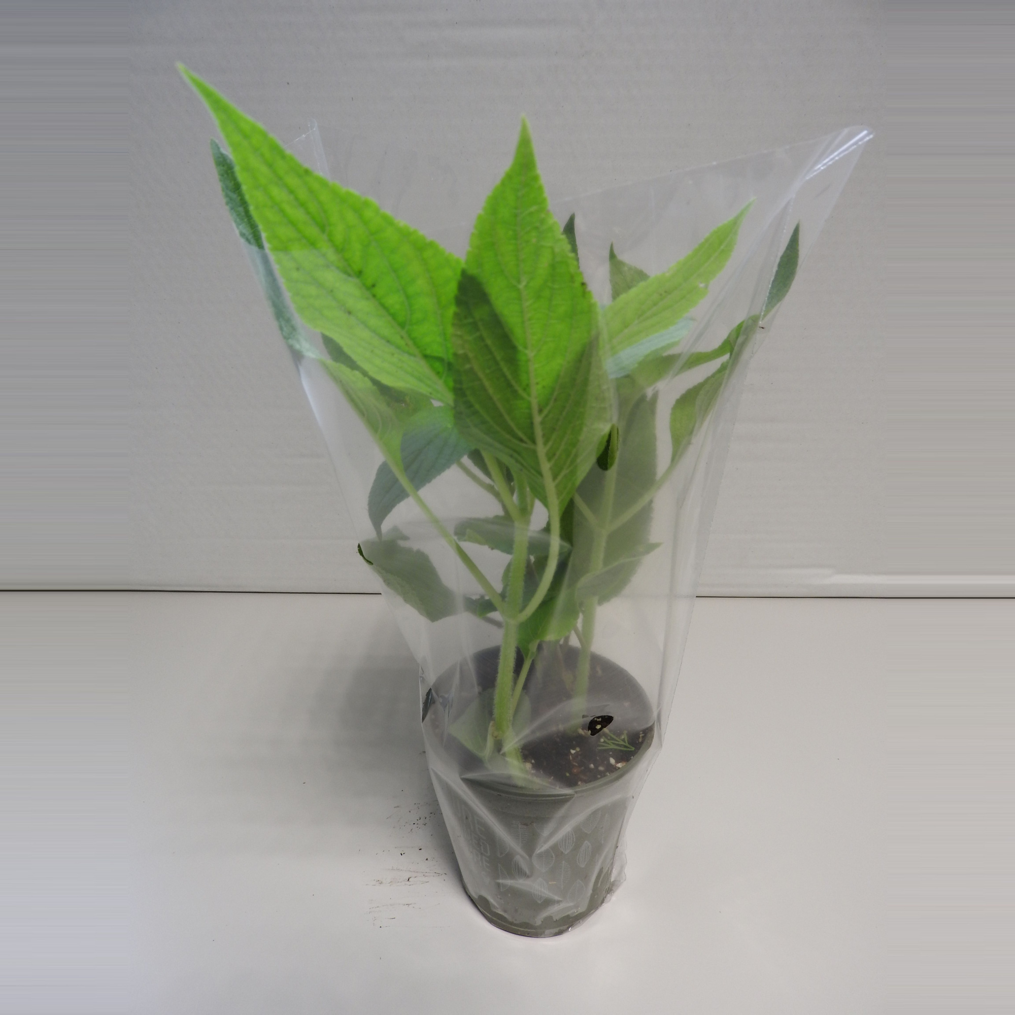 Salie Ananas P9, D 9 cm