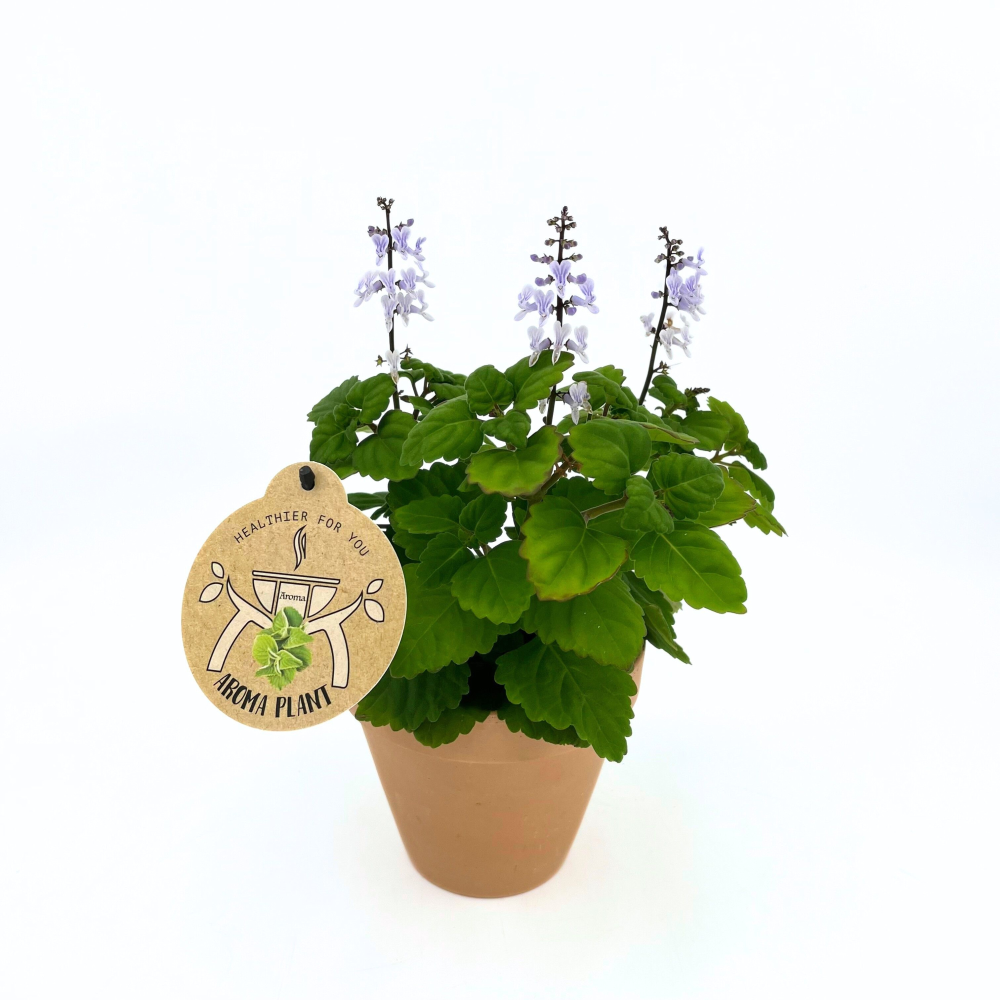 Plectranthus Ernstii Mint w/claypot, D 13 cm