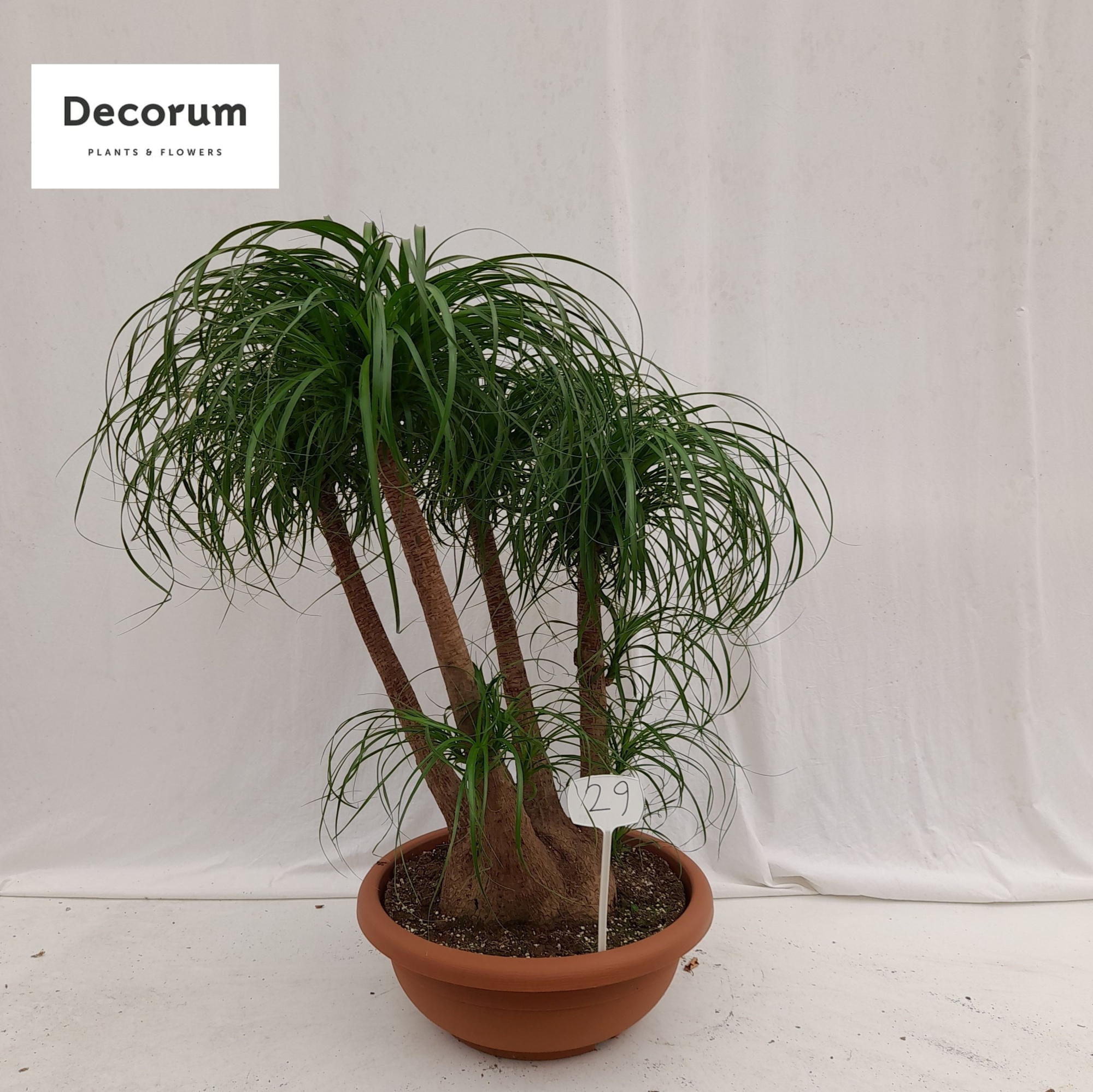 Beaucarnea vertakt op nummer 29, D 55 cm