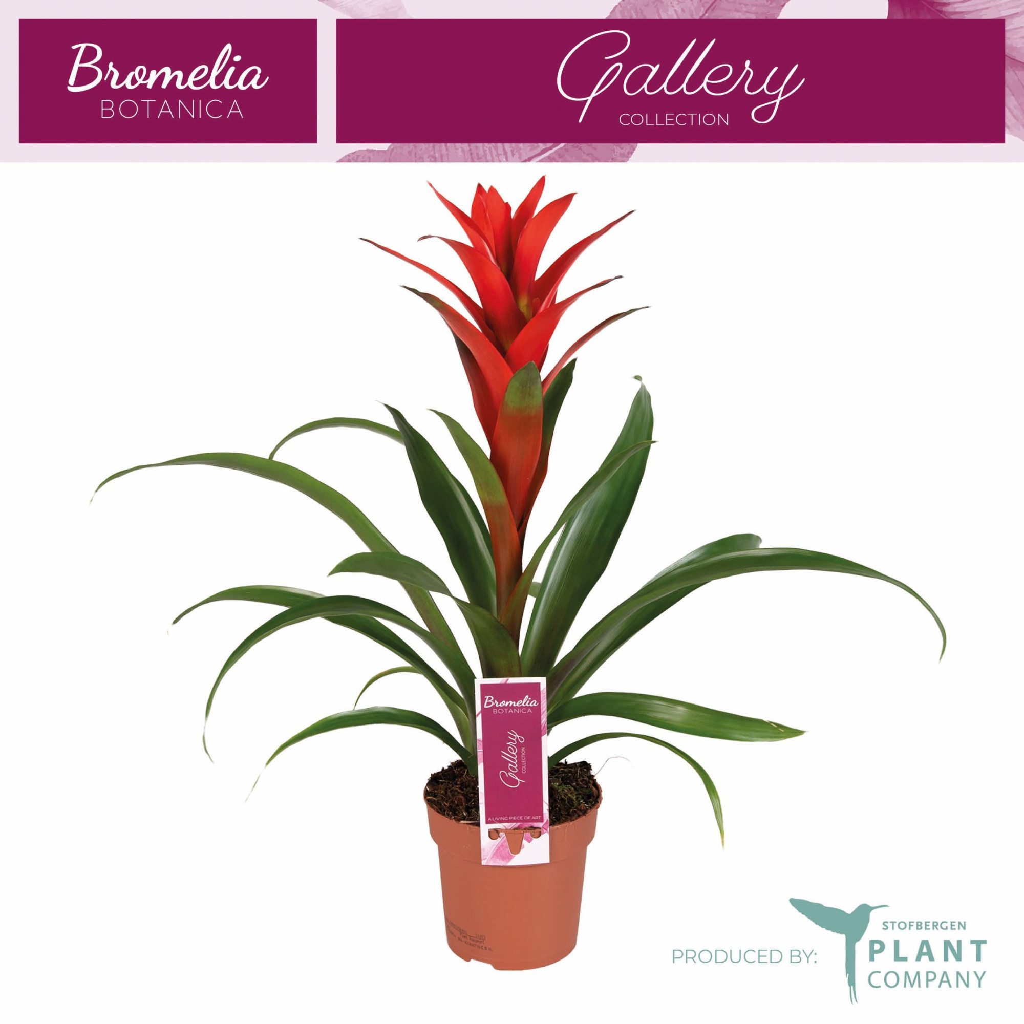 Guzmania Ostara, D 12 cm