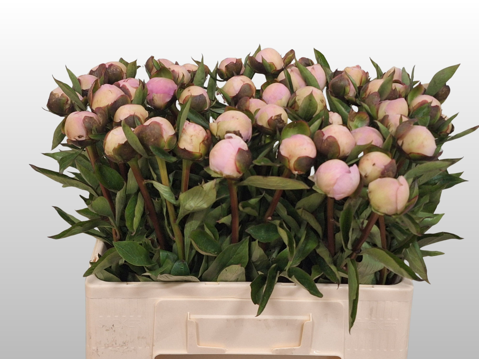 Пион Мадам Калот 55, шт.