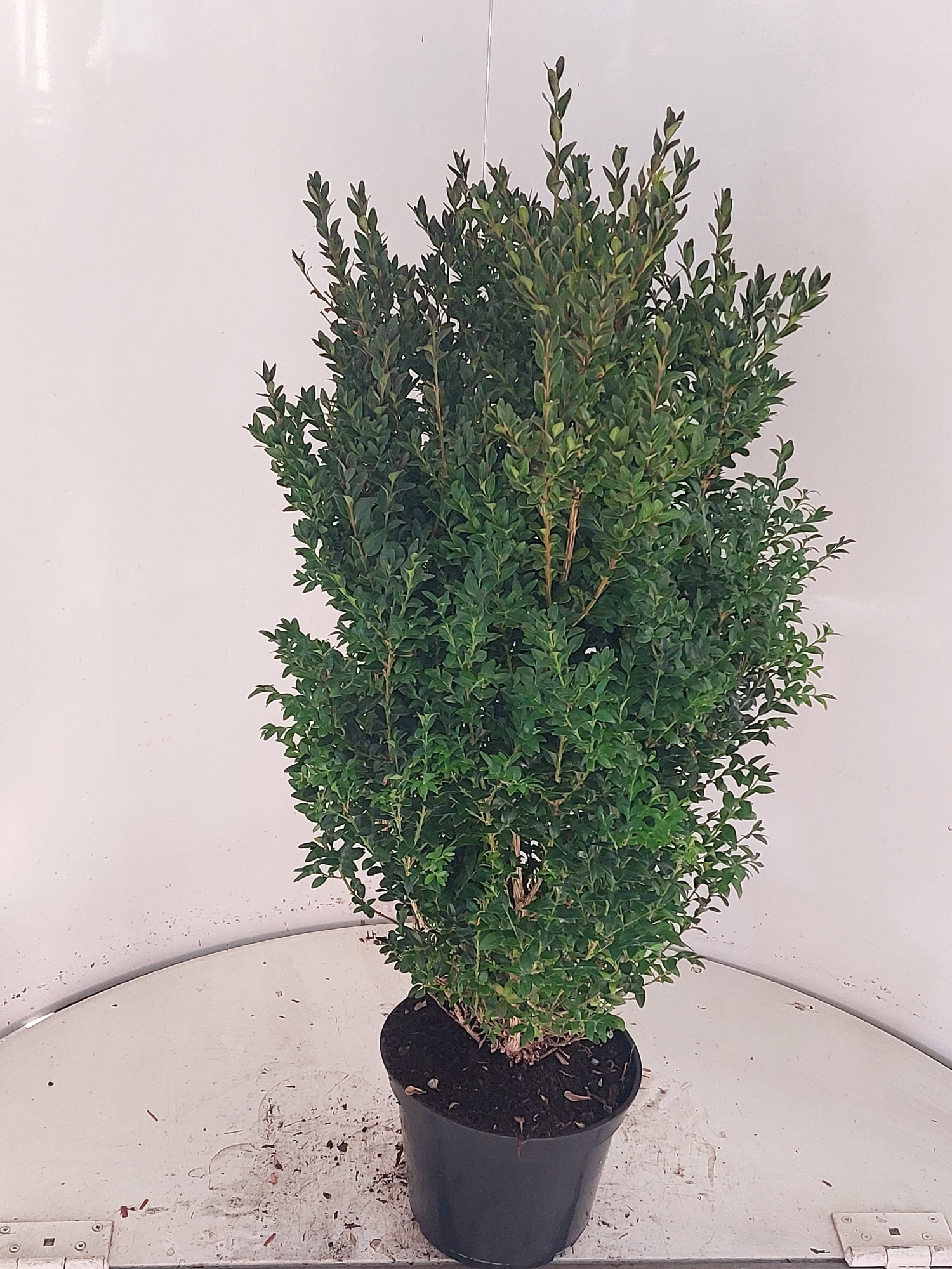Buxus semp bos 70 cm, D 23