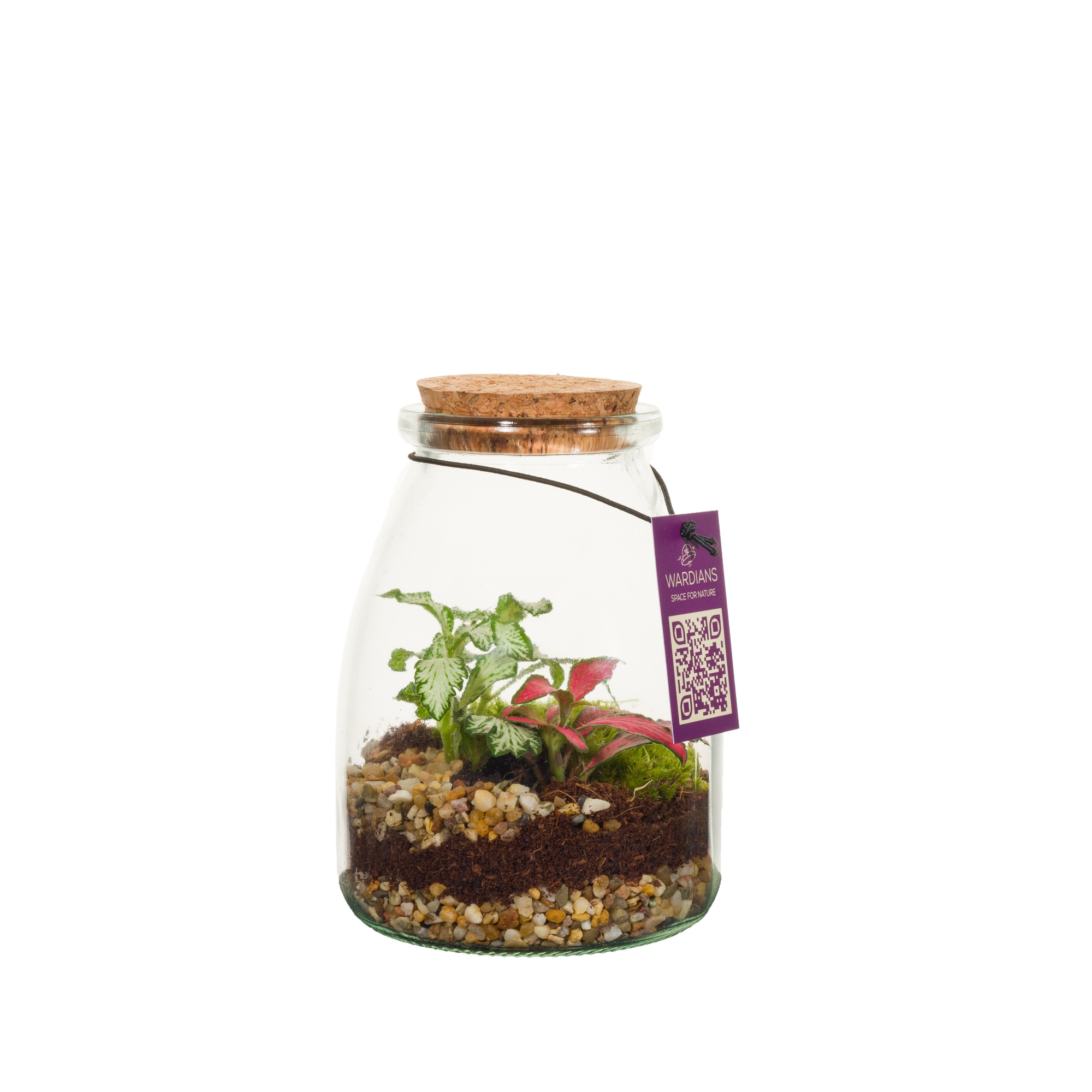 Wardians Terrarium - IO (6 pack), D 9
