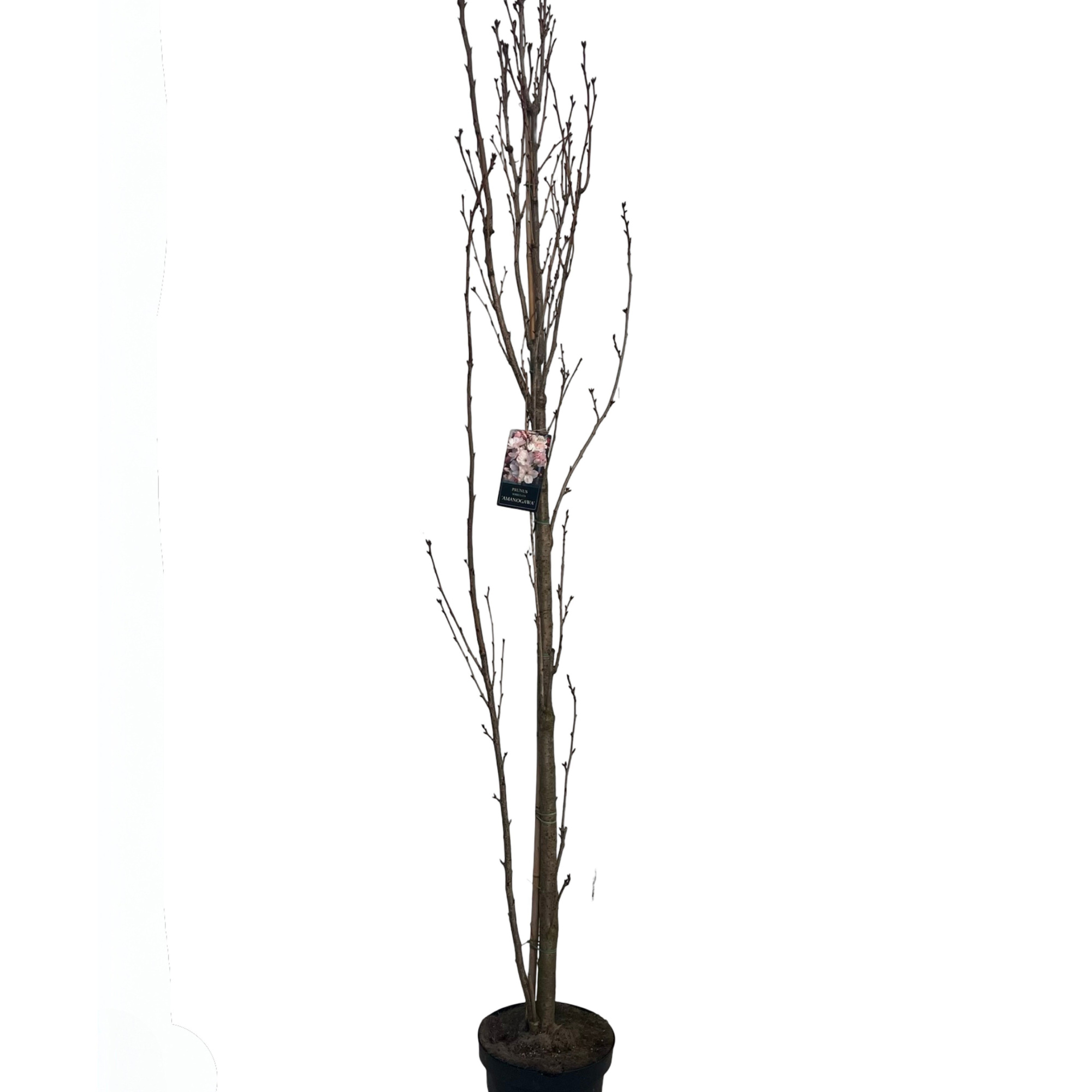 Prunus serr. 'Amanogawa' geveerd, D 27