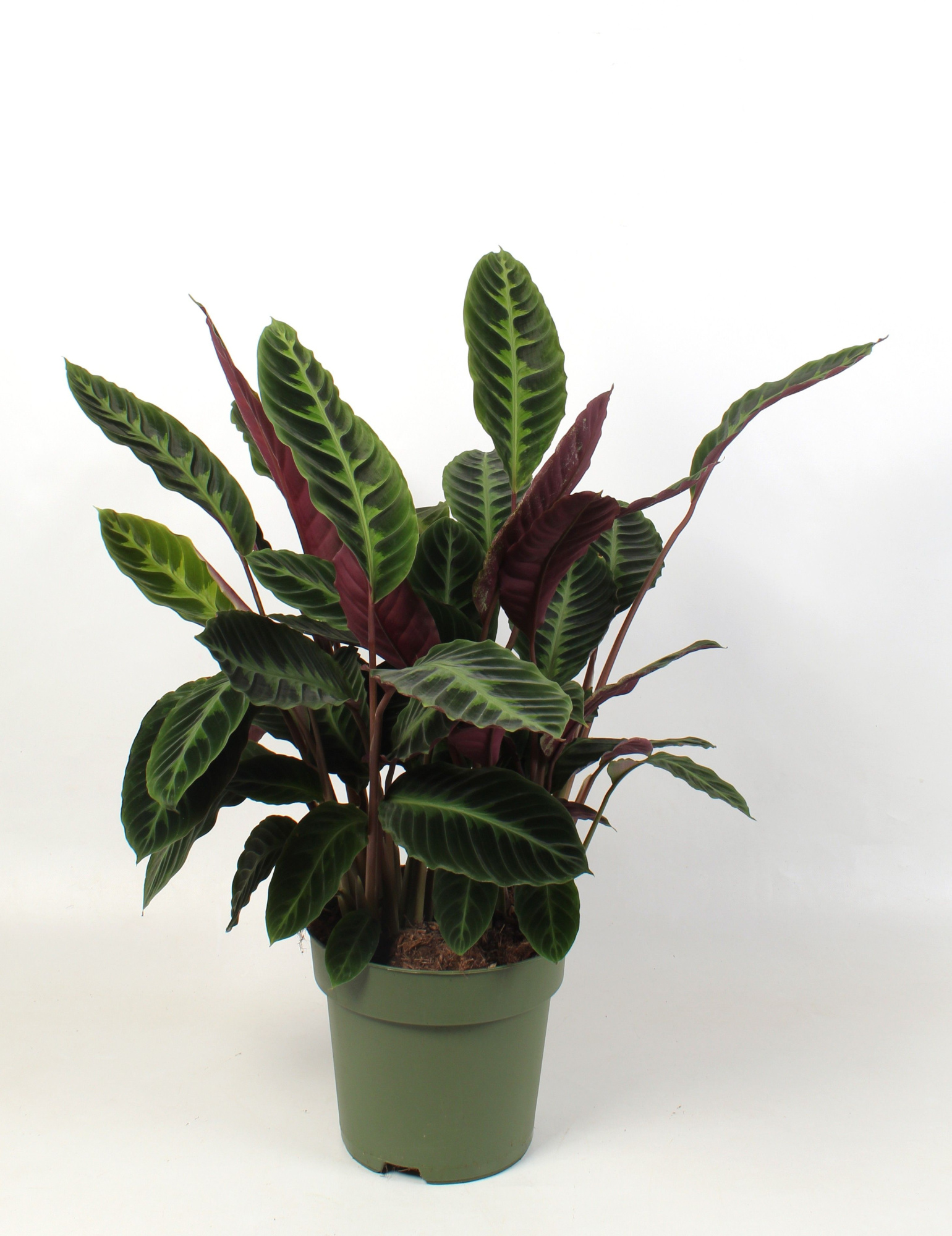 Calathea warcewiczii, D 24 cm