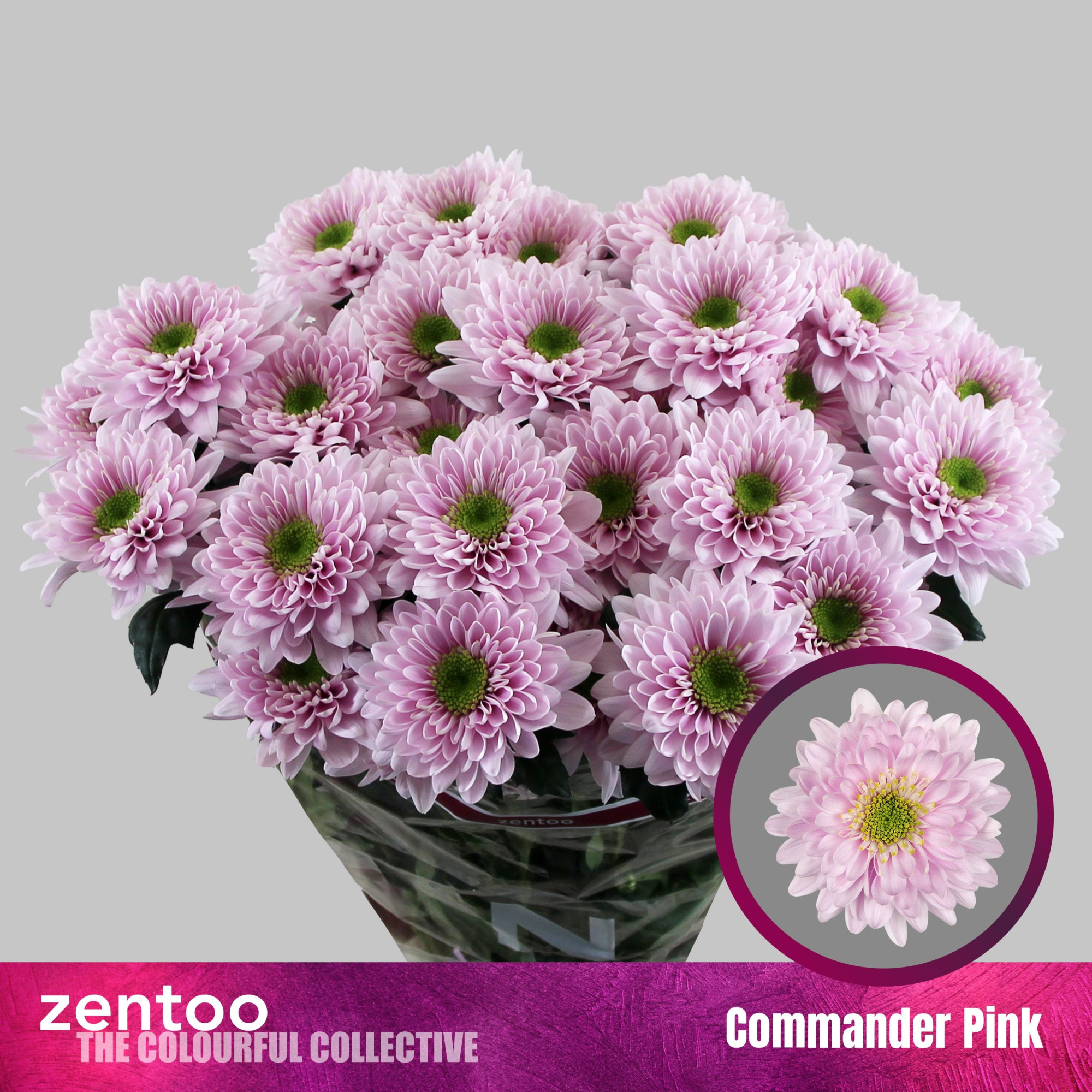 Хризантема куст. Коммандер Пинк 70, шт.