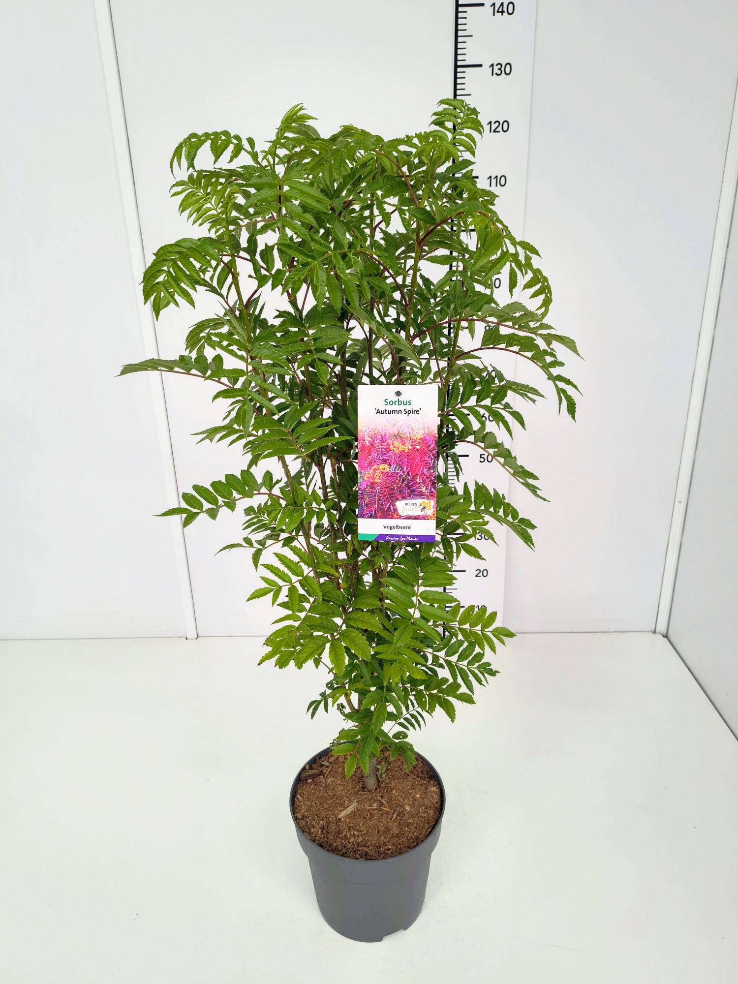 Sorbus 'Autumn Spire' 80-100C7, D 25 cm