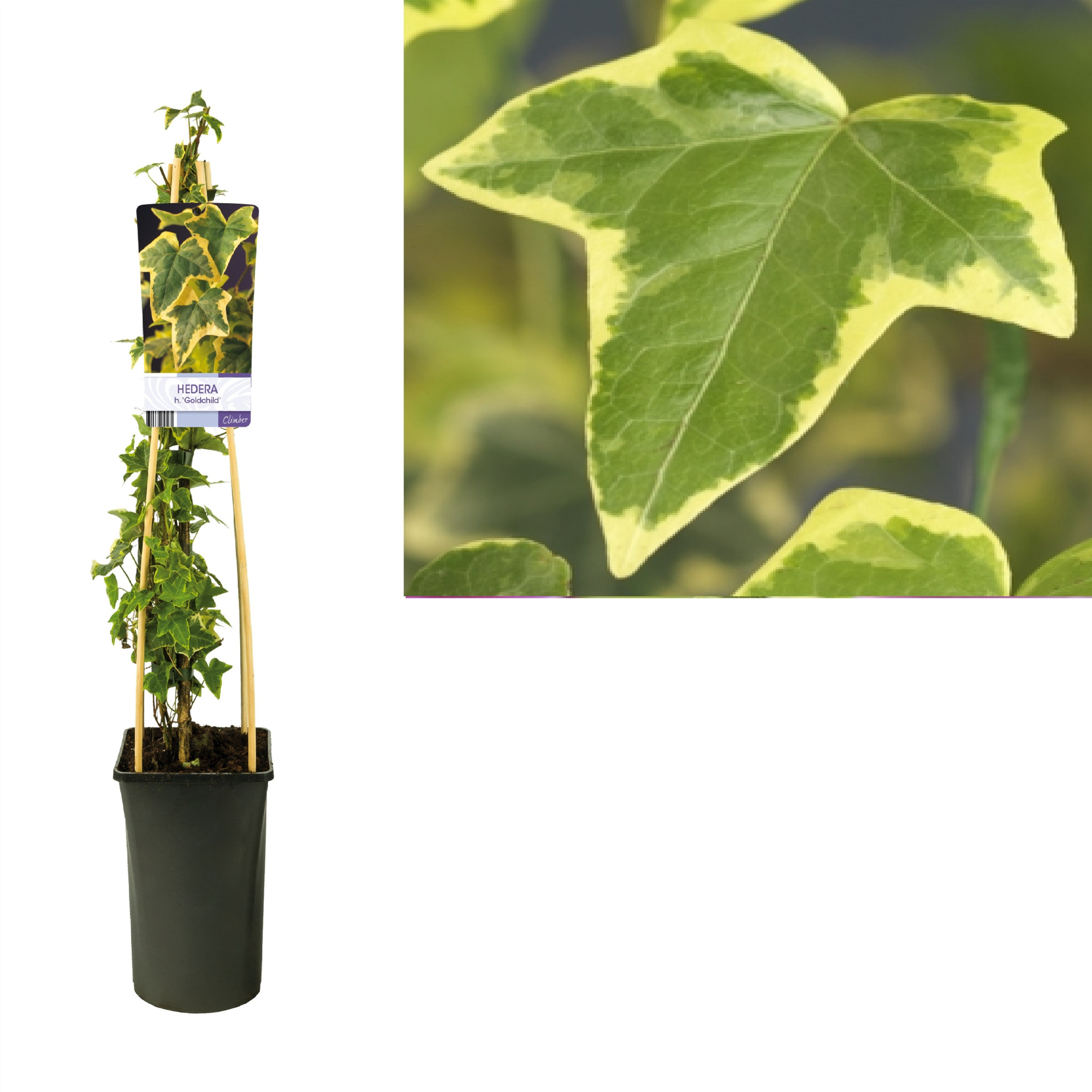Hedera h. 'Goldchild' +light label, D 17 cm