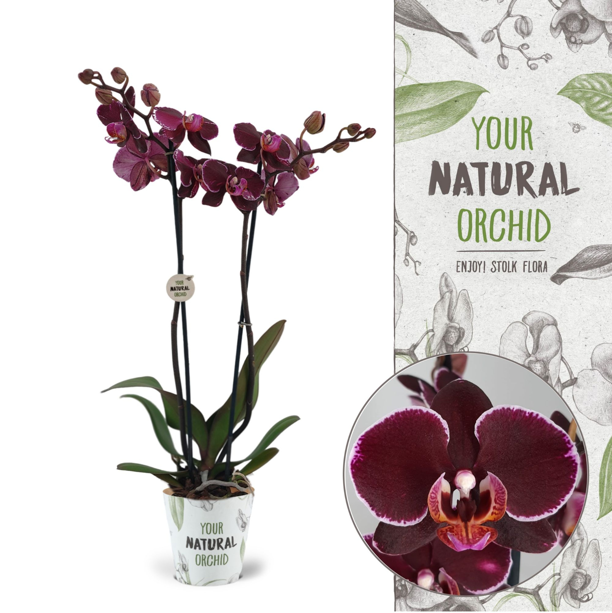 Your Natural Orchid | Montpellier | Phalaenopsis 2 spike, D 12 cm