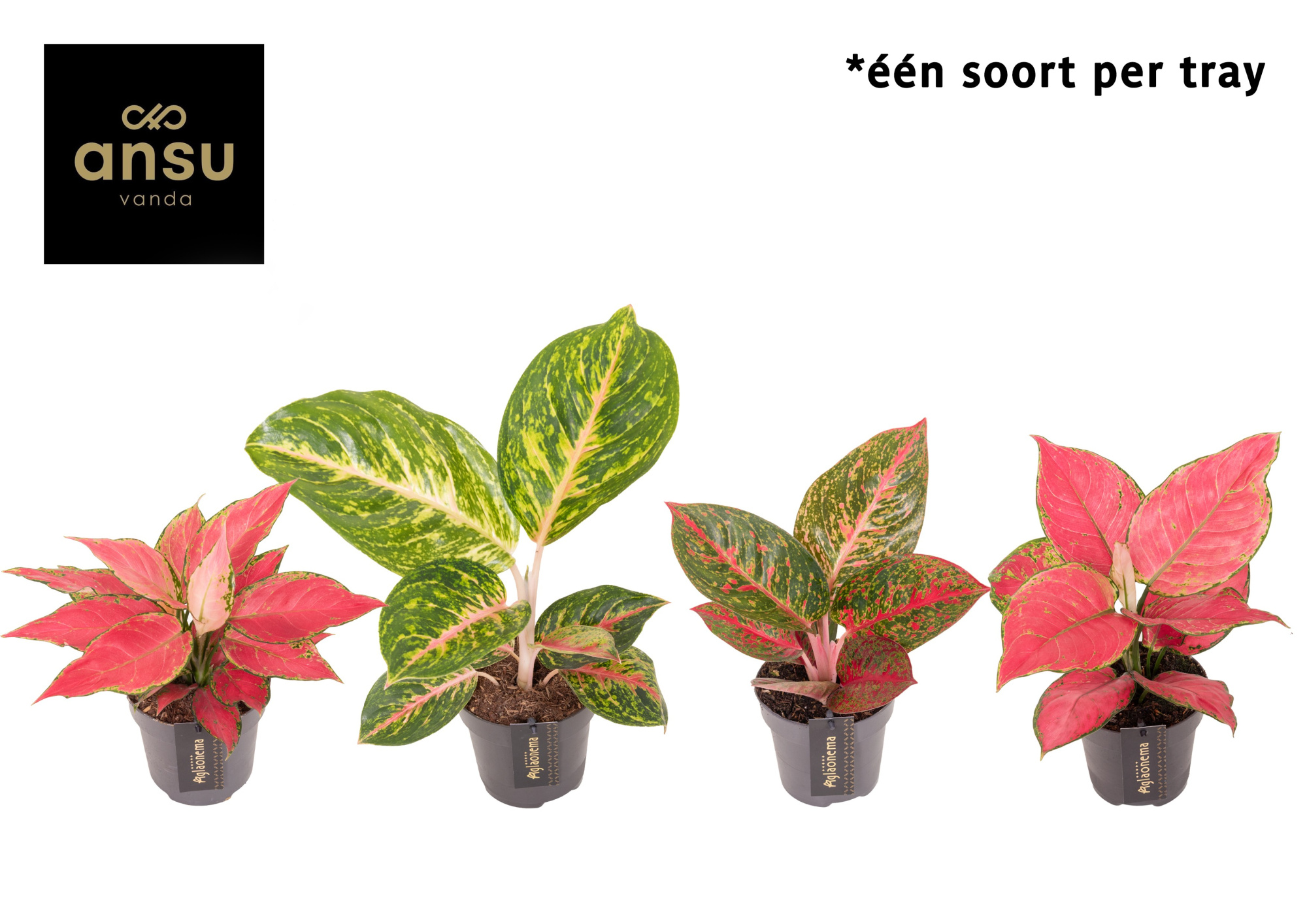 Aglaonema Red Surprise Tray, D 12 cm