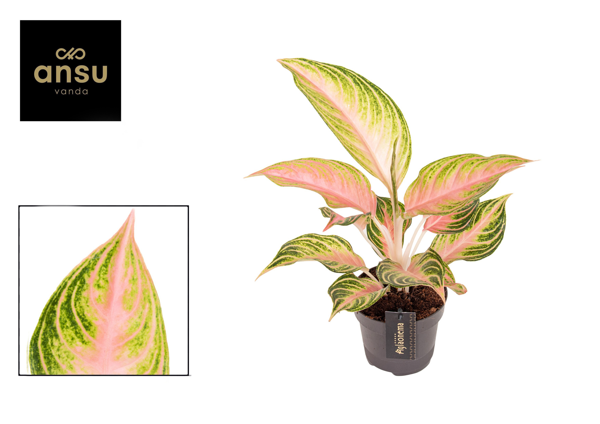 Aglaonema Eyecatcher, D 12