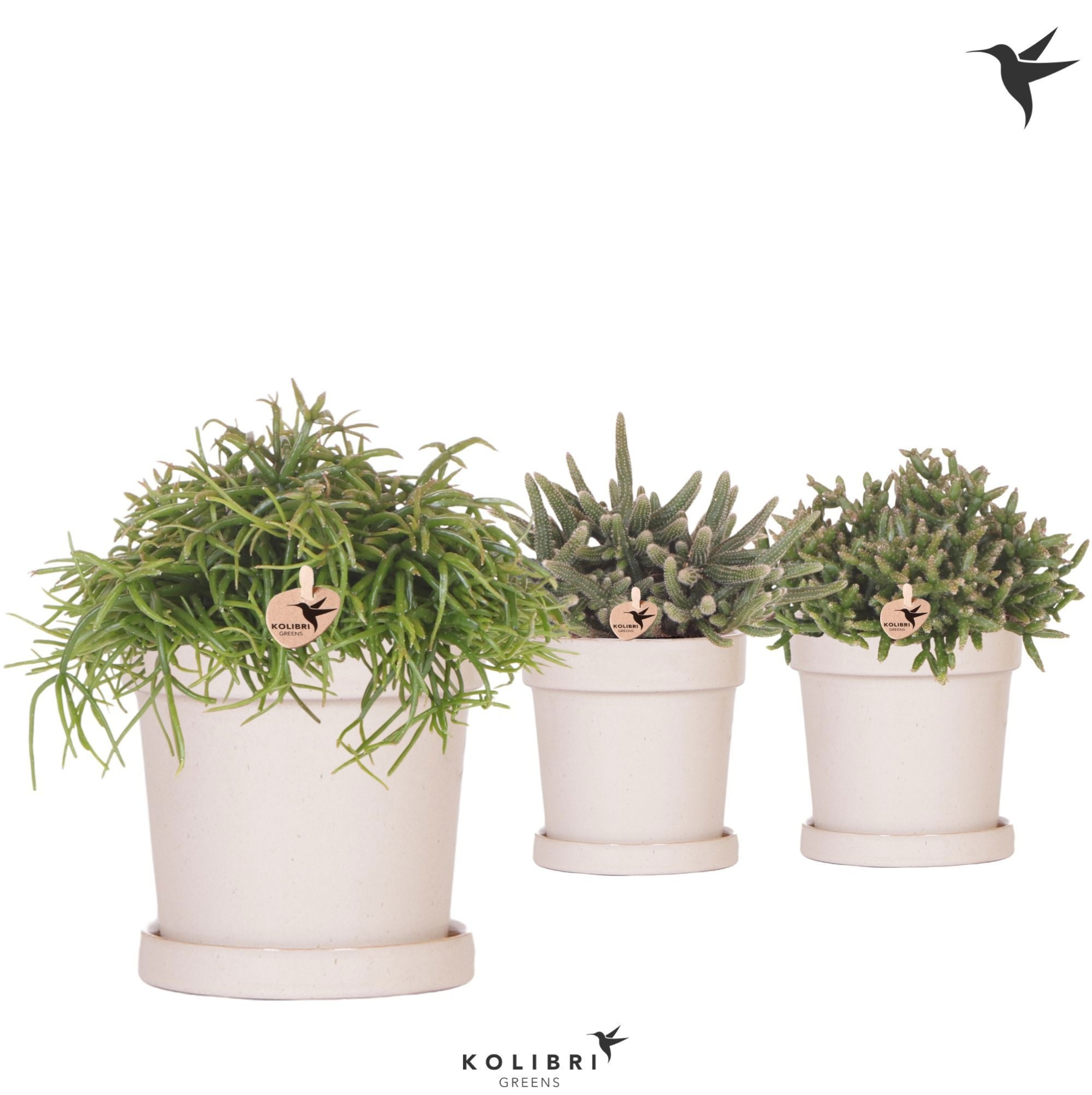 Kolibri Greens Rhipsalis mix in Flower pot sand, D 12