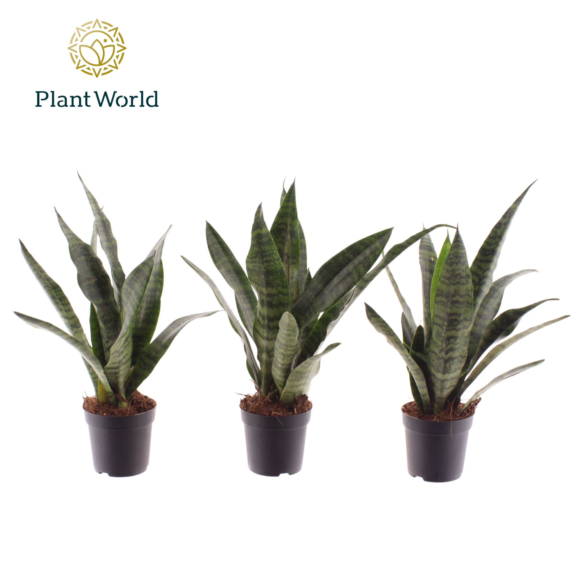 Sansevieria Black Coral 7 cm, D 7 cm