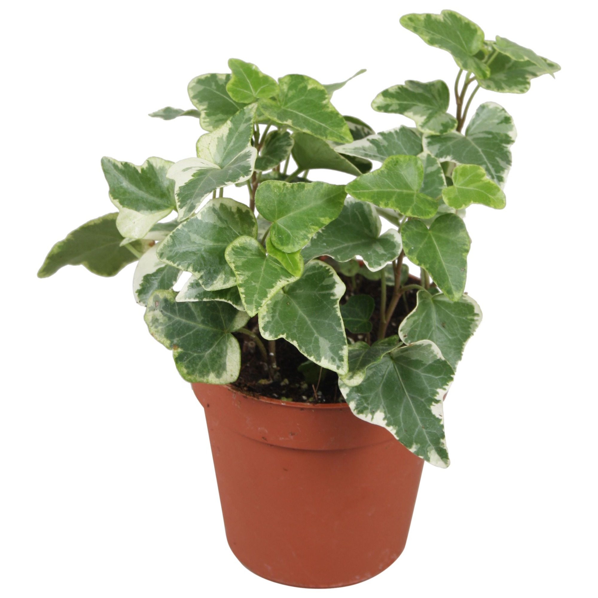 Hedera helix witbont, D 9