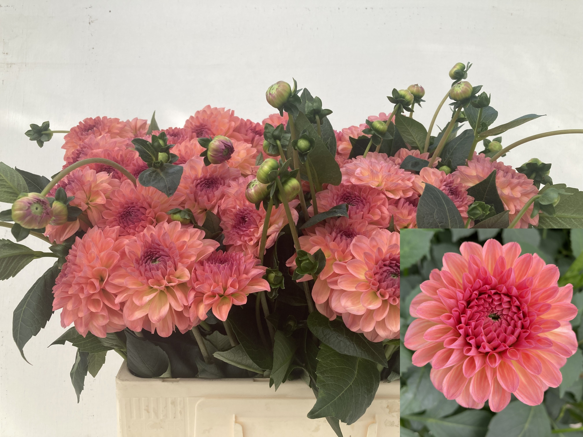 Георгина Себастиан 55, шт.