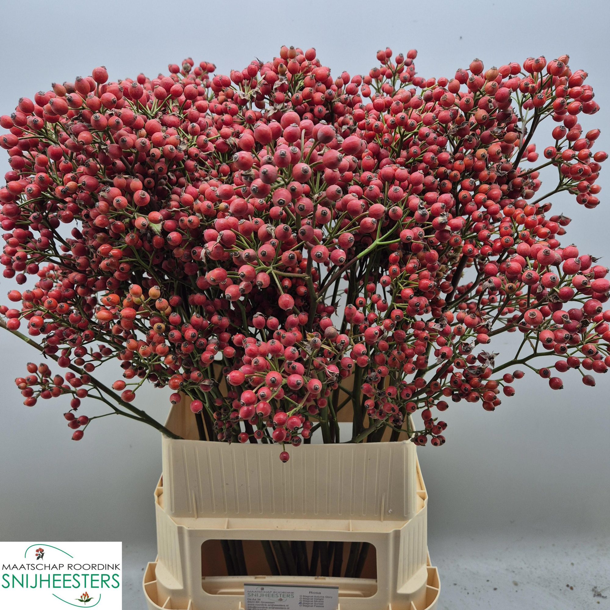 Рузботель Мэджикал Сансет 100, шт.