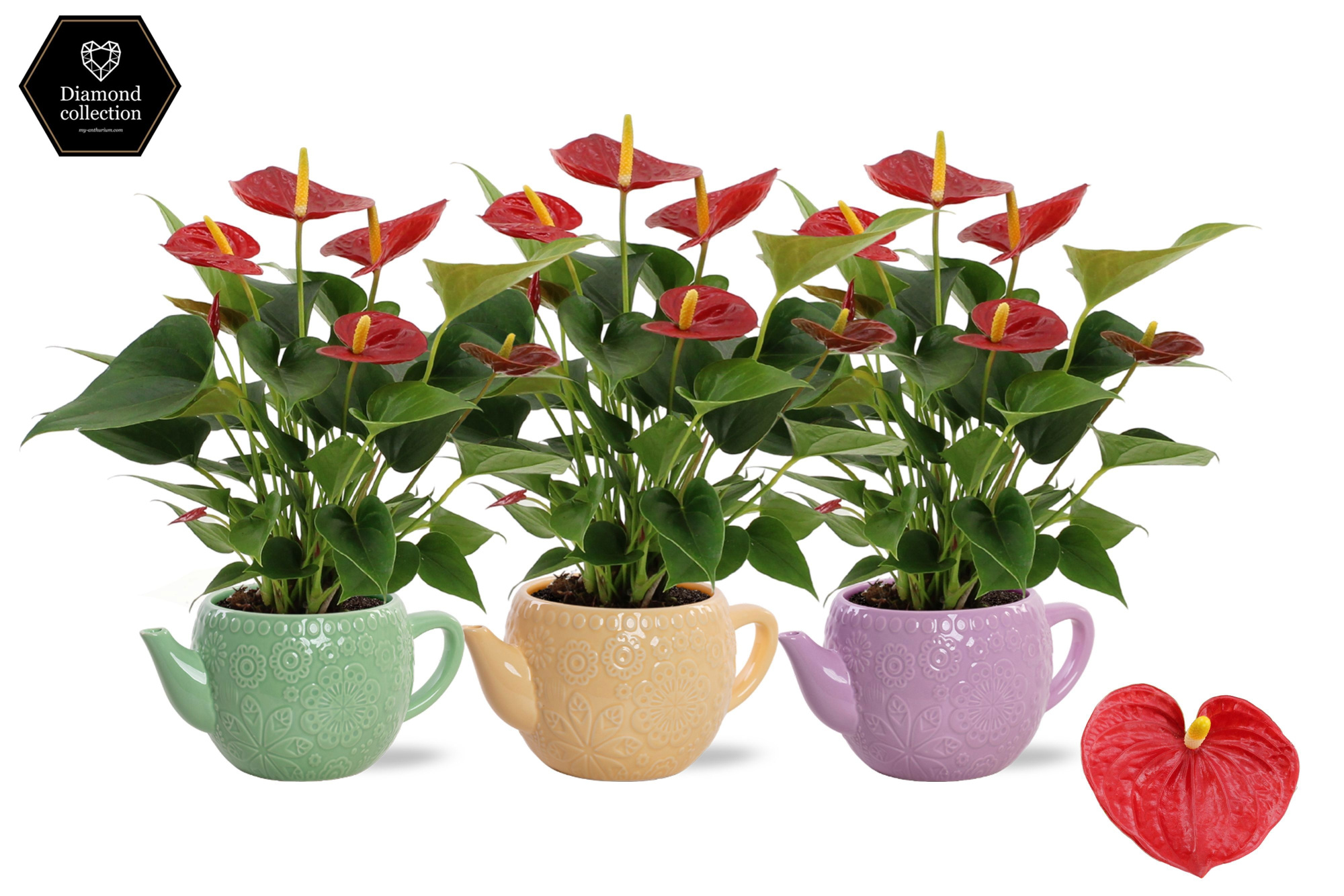 Anthurium 12 cm Diamond Red in Emily ceramics, D 12