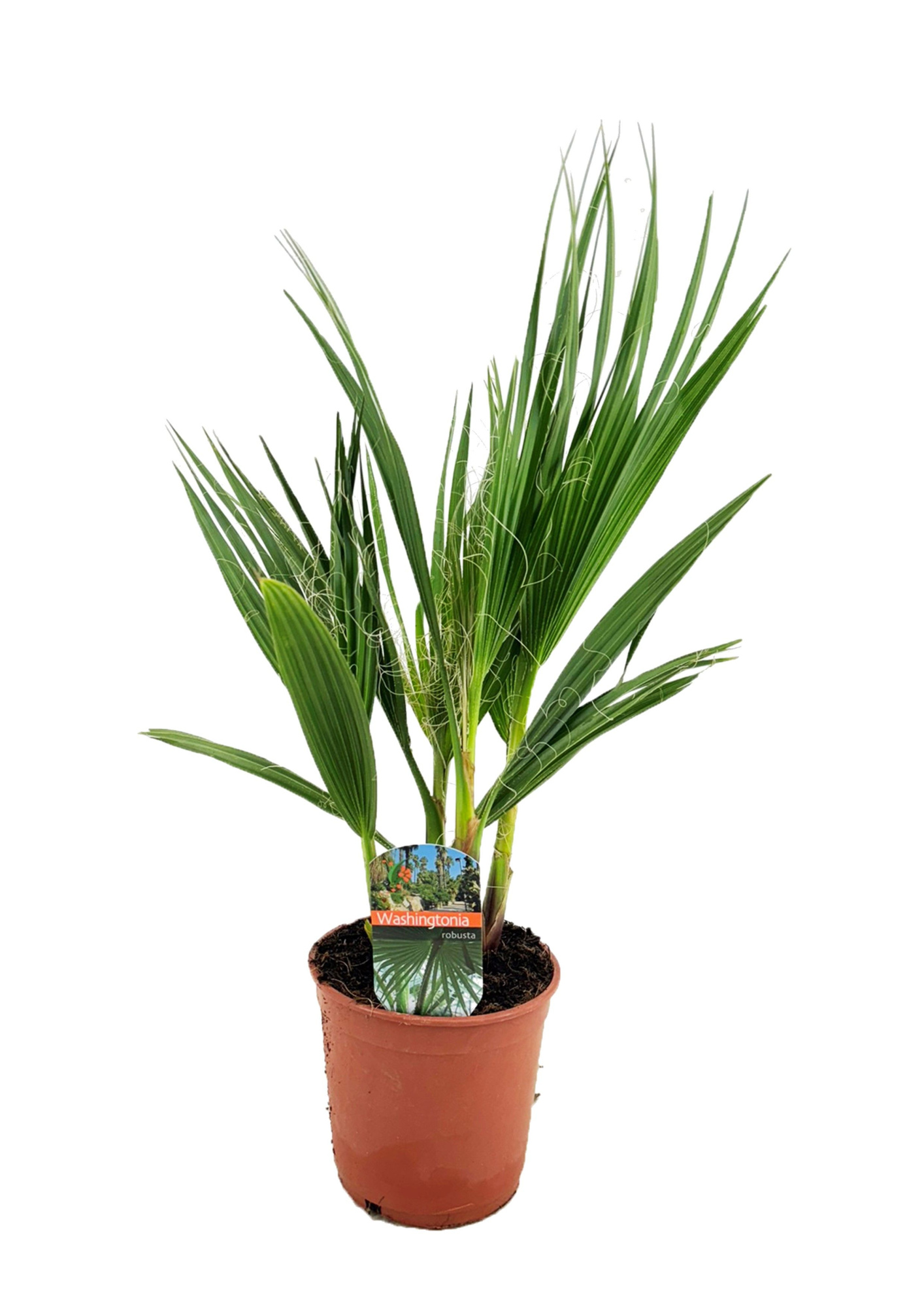 Washingtonia robusta, D 14 cm