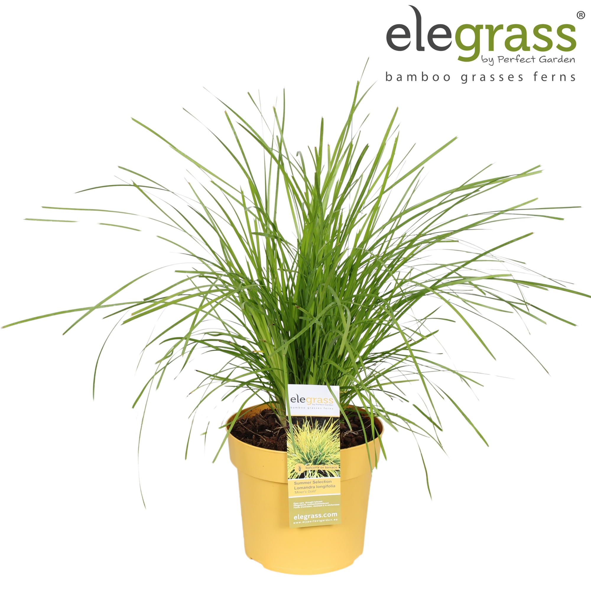 Lomandra longifolia Miner's Gold P19, D 19 cm