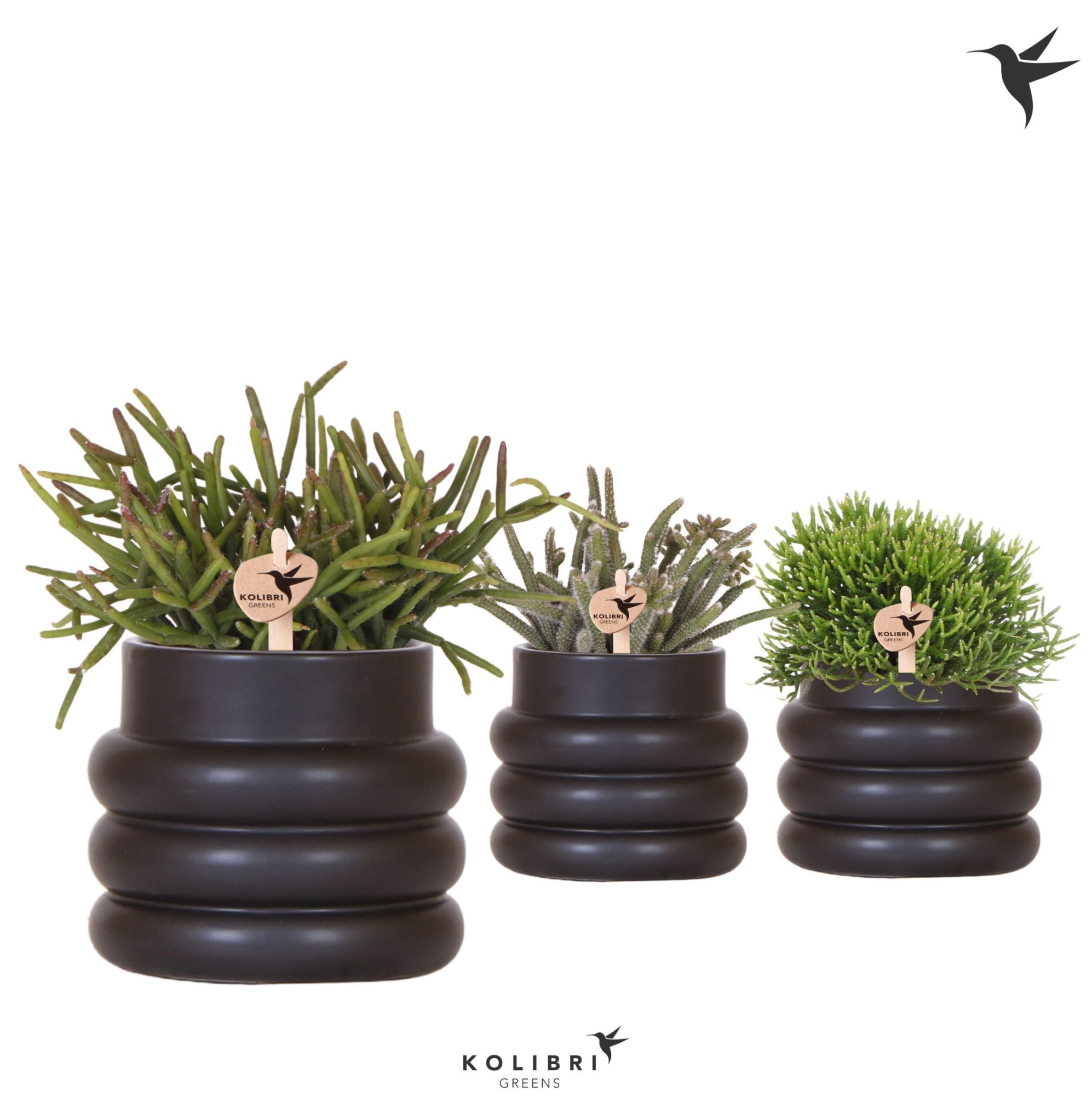 Kolibri Greens Rhipsalis mix in Bubble pot black, D 9 cm