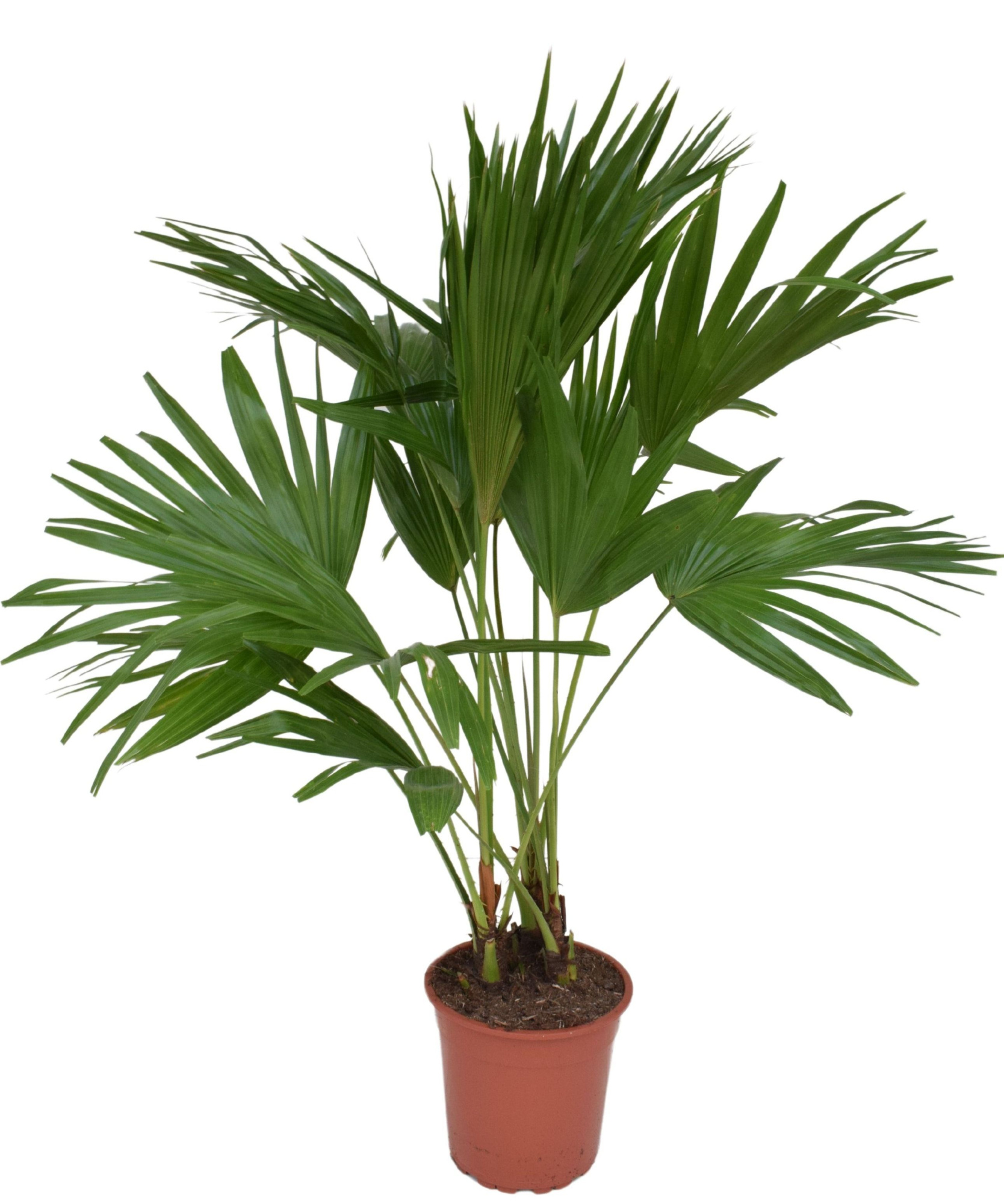 Livistona rotundifolia P24, D 24 cm