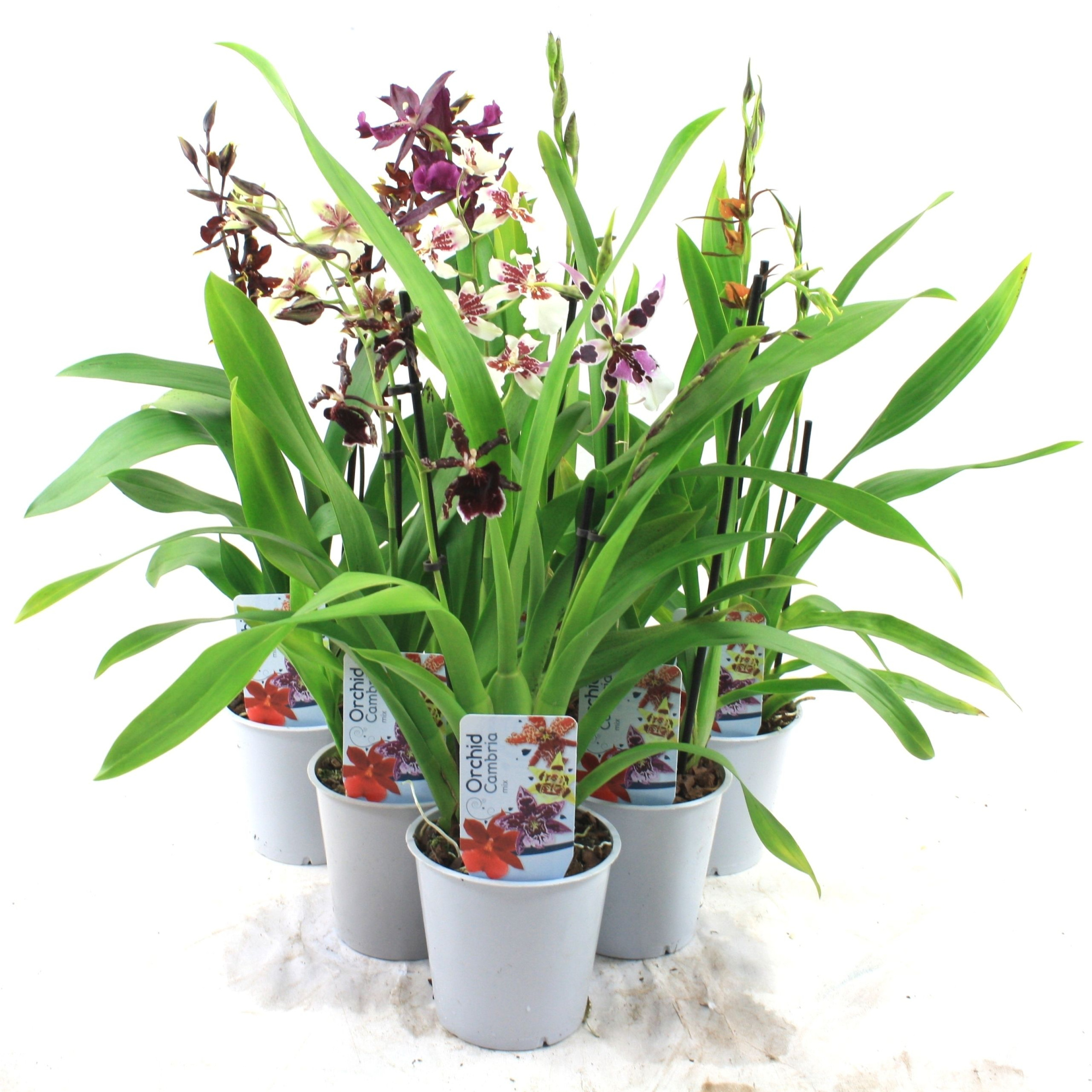 Cambria Mix 2-tak, D 12 cm