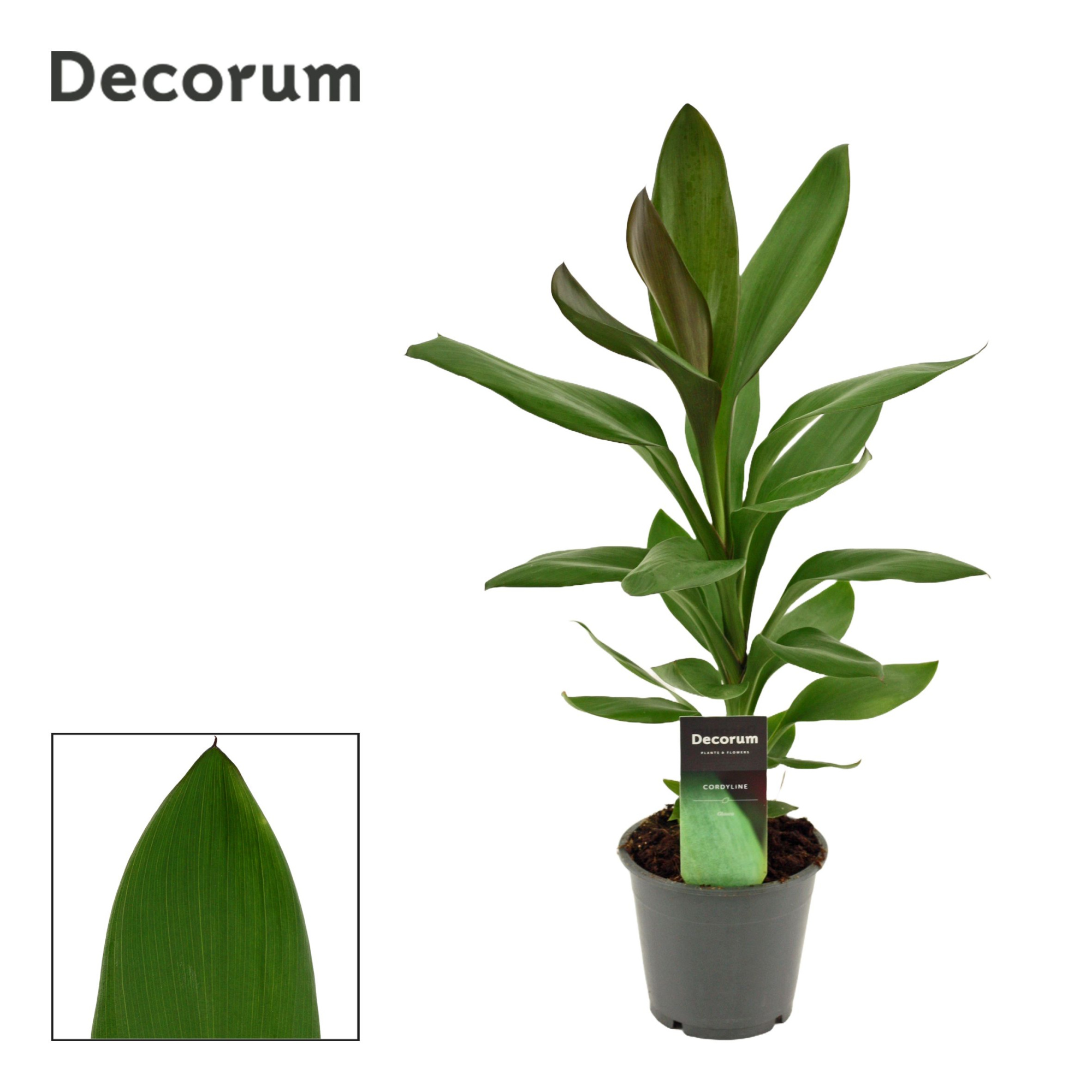 Cordyline Glauca 12 cm ( Decorum), D 12 cm