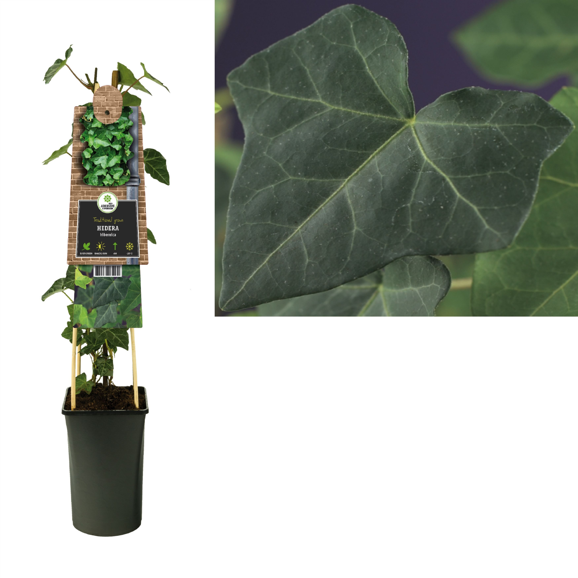 Hedera hibernica +3.0 label, D 17 cm